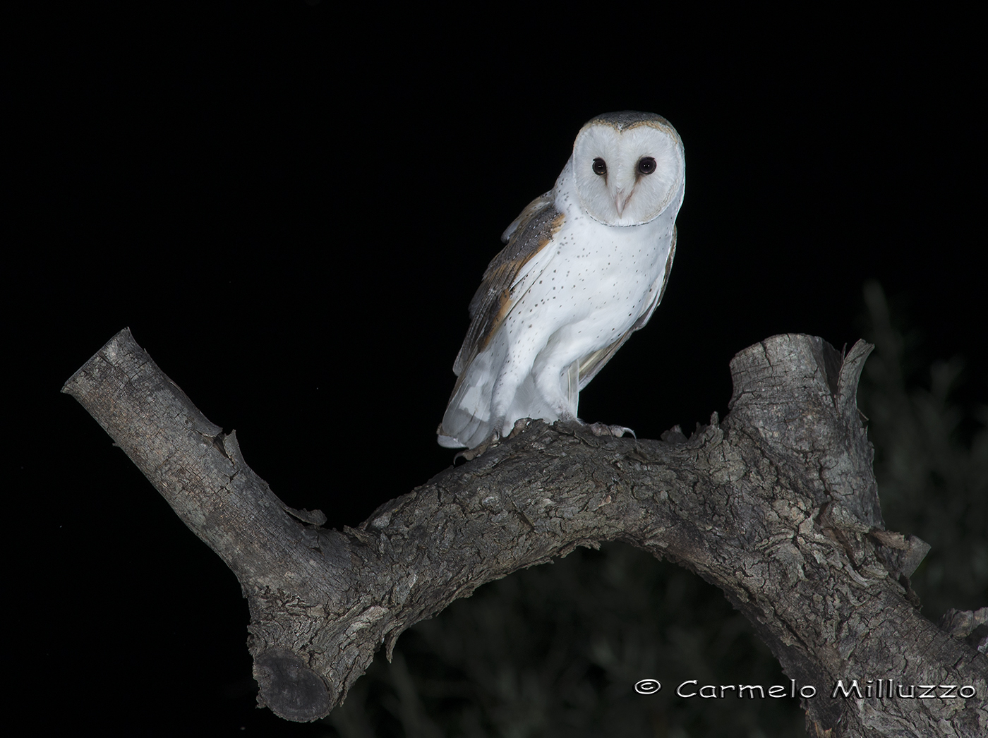 Barn owl _ritratto of Barbagianni_ 2