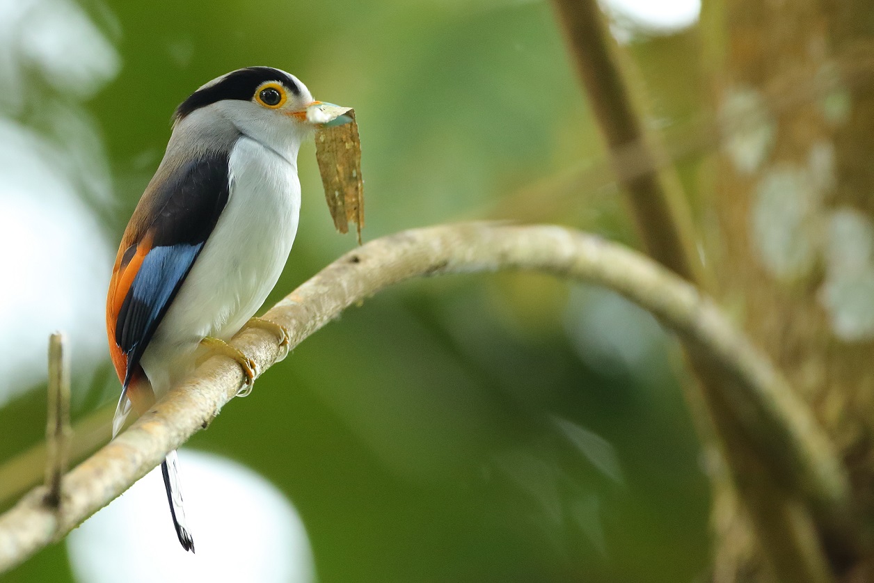 Sliver petto Broadbill
