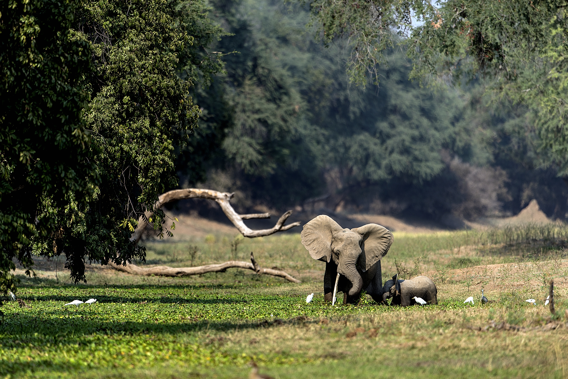 Zimbabwe 2015 - Nel paradiso di Mana pools