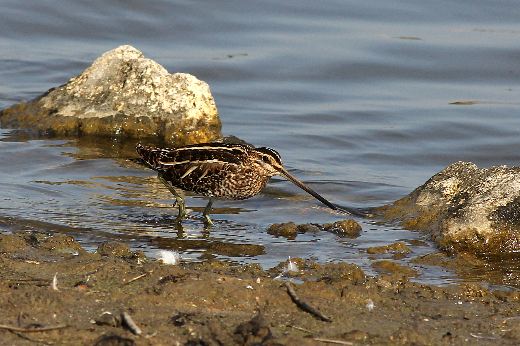 Beccaccino a spasso,