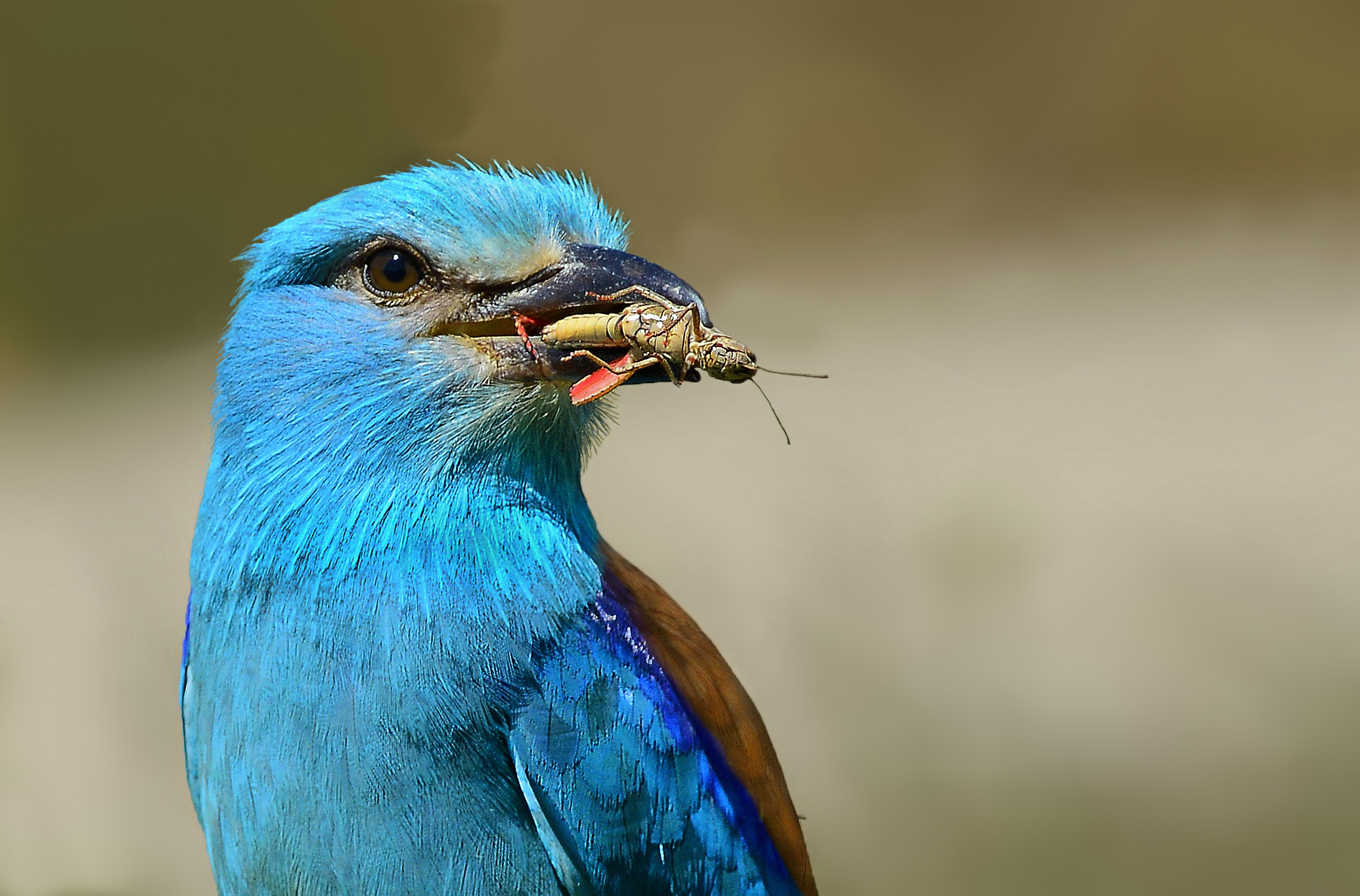 European Roller with preda2