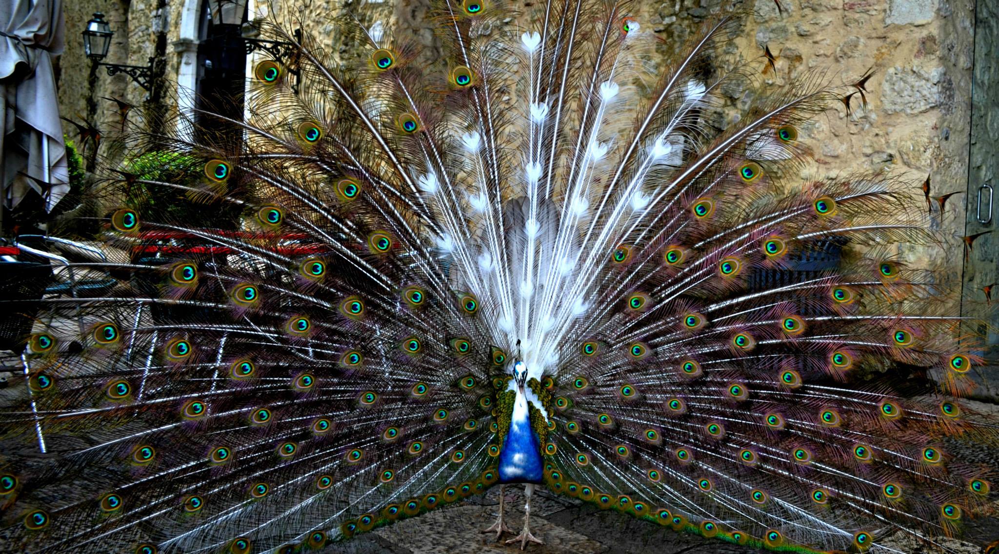 Peacock in Lisbon.