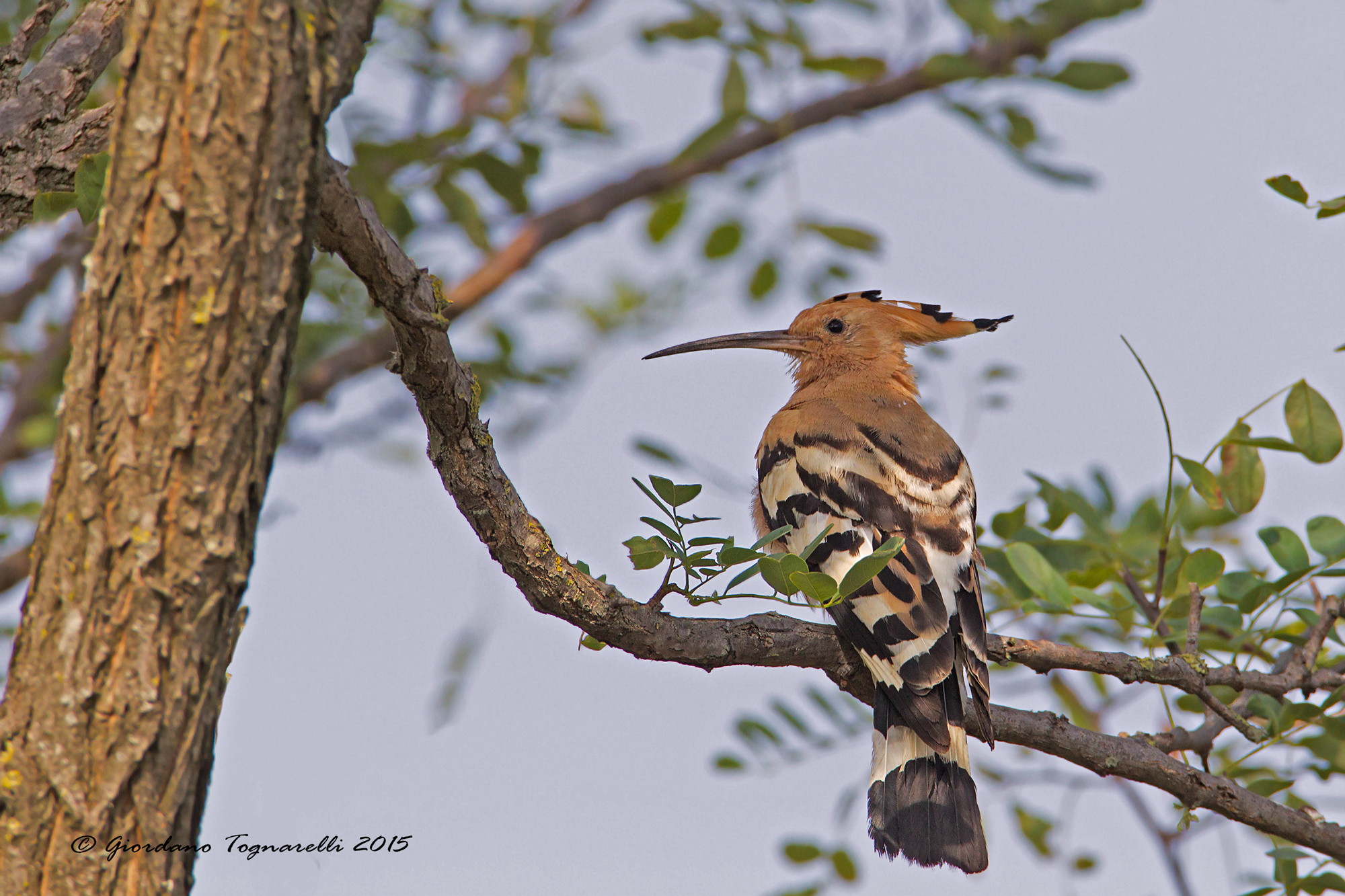 Hoopoe