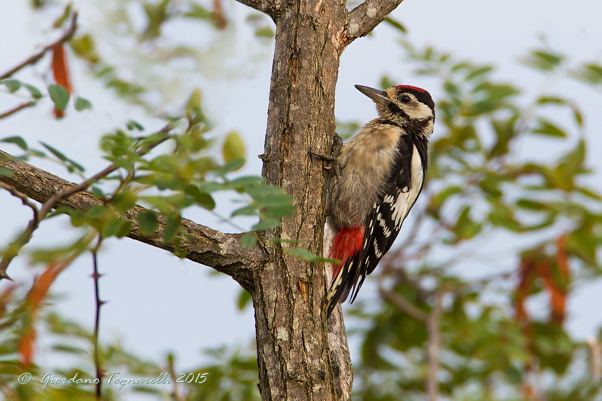 Woodpecker