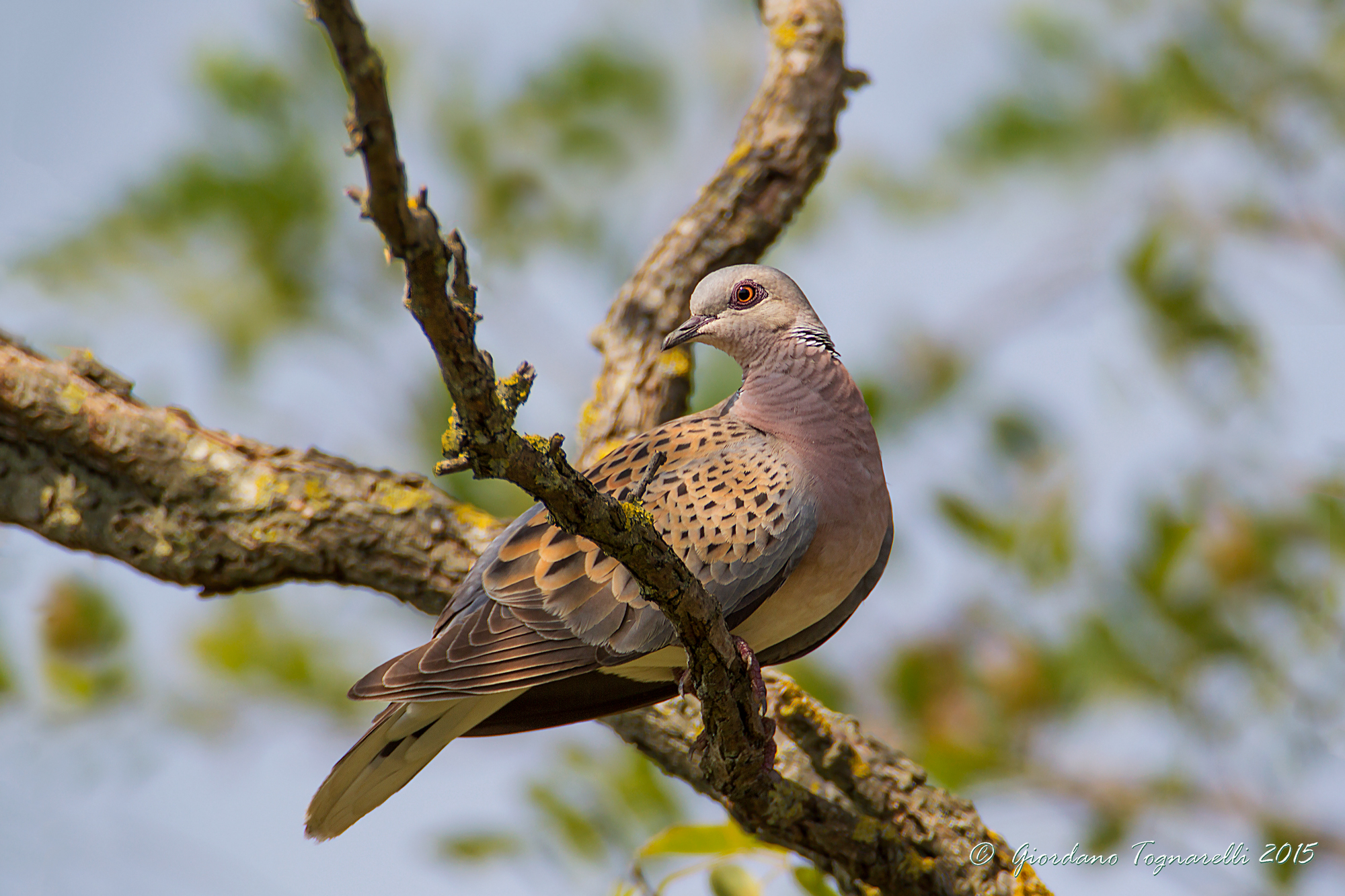 Turtle dove
