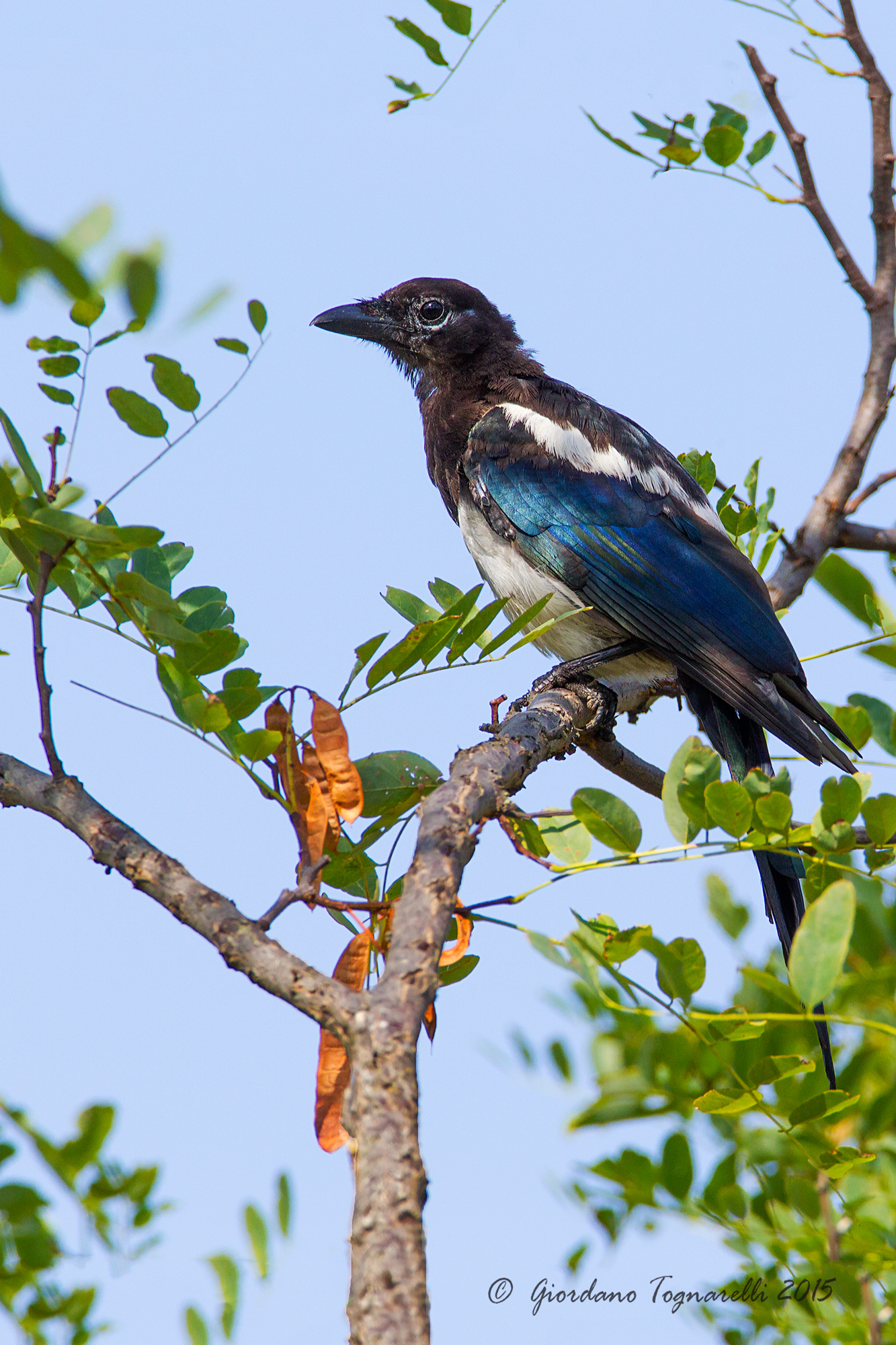 Magpie