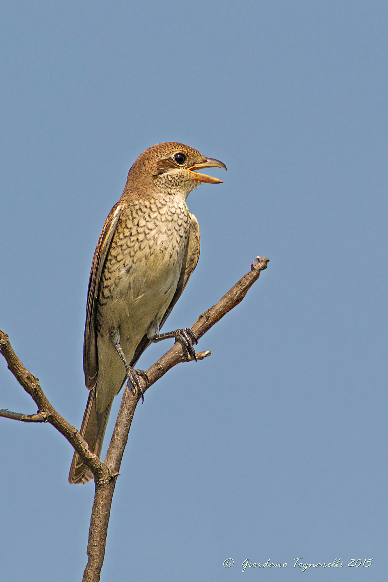Shrike female