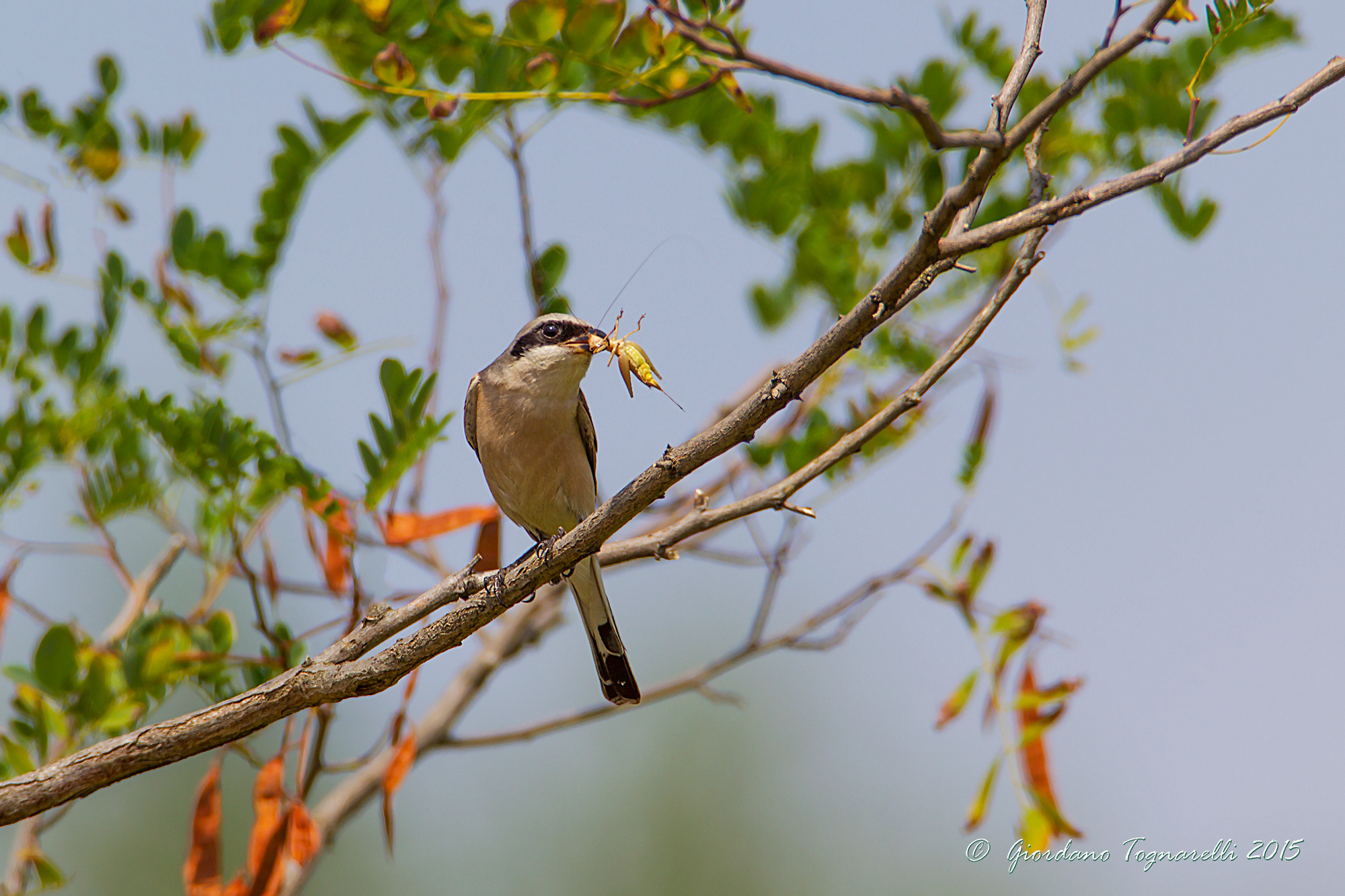Male shrike
