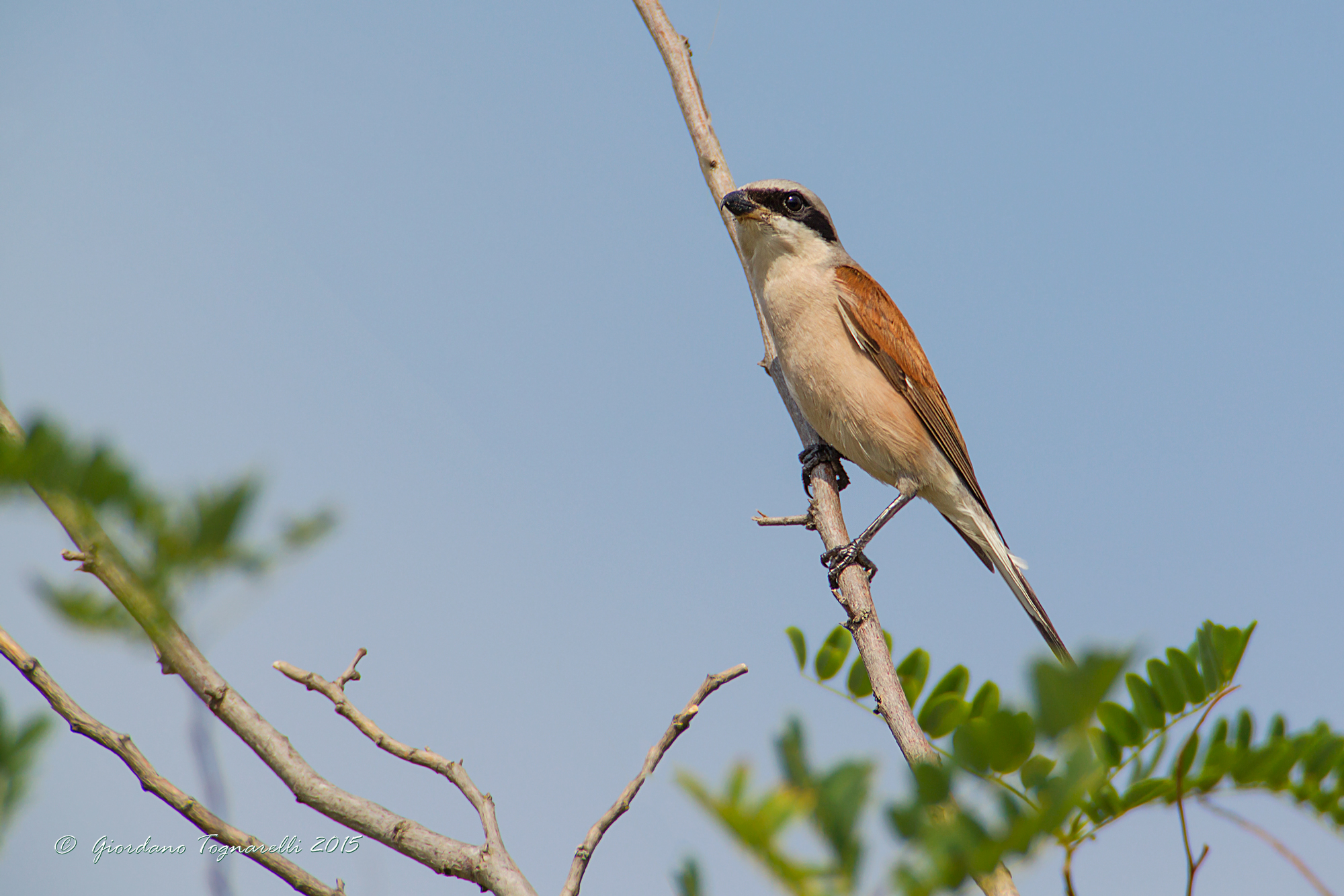 Male shrike