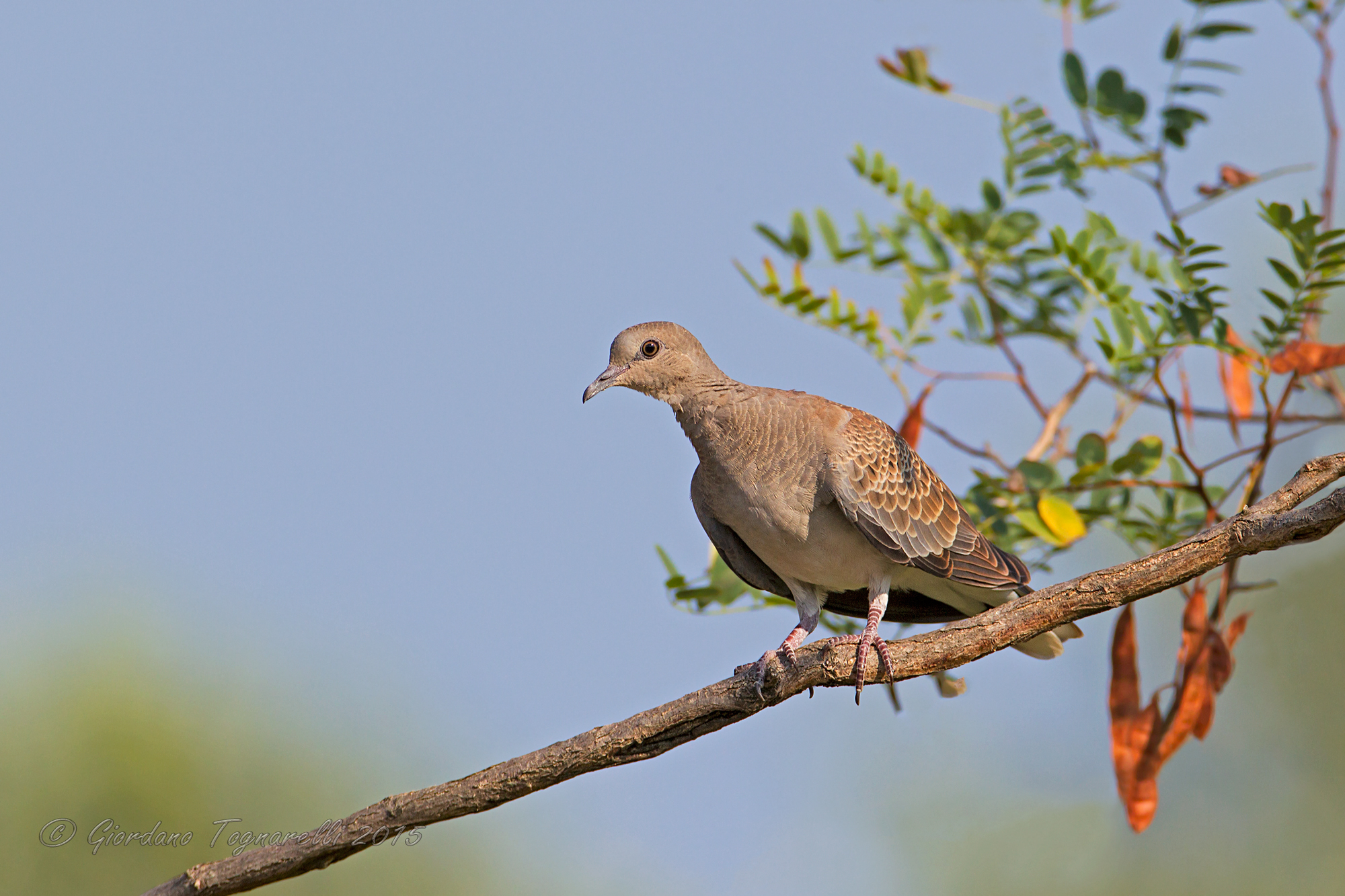 Turtle dove JUV