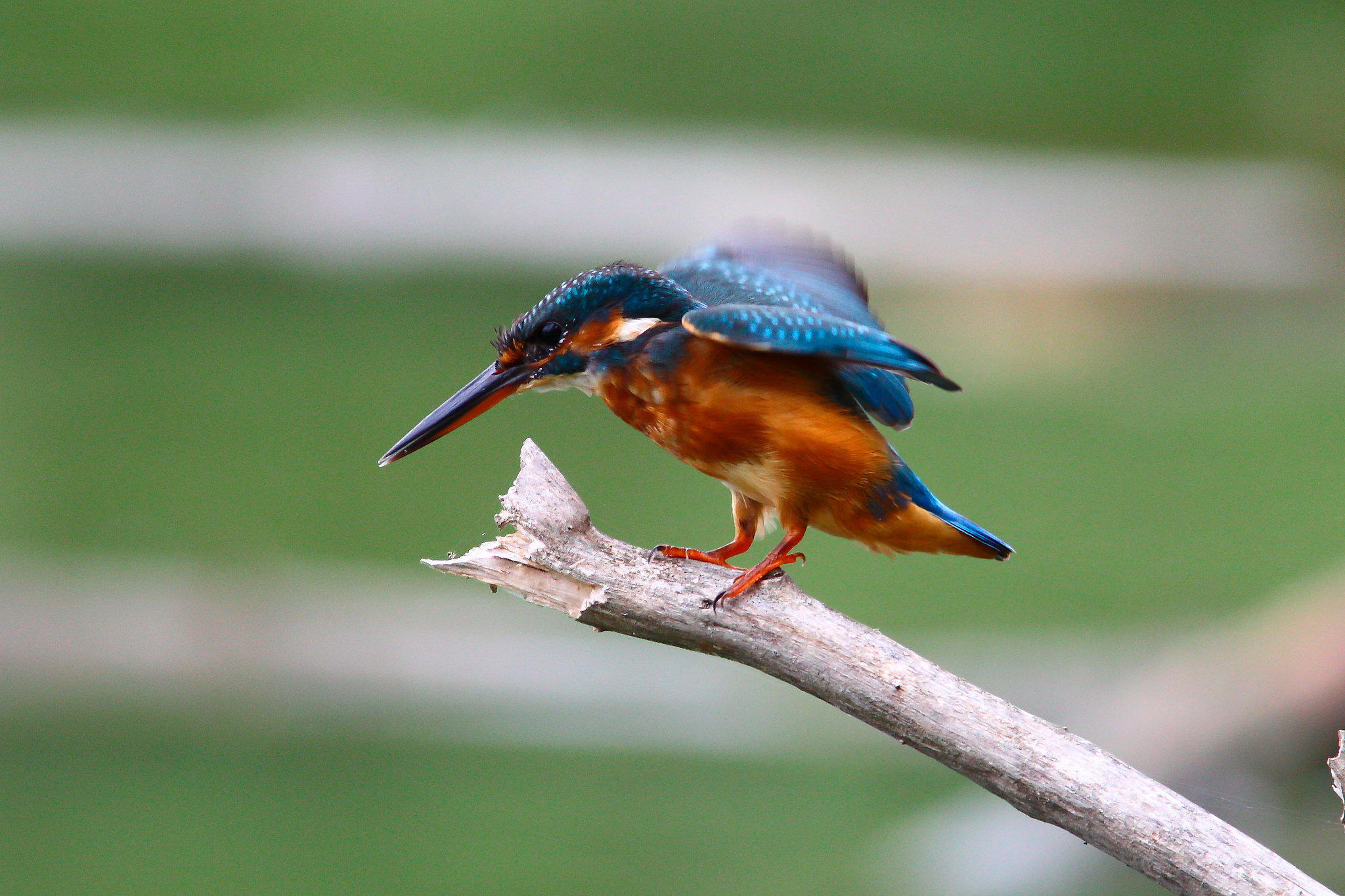 Martin Pescatore - Kingfish