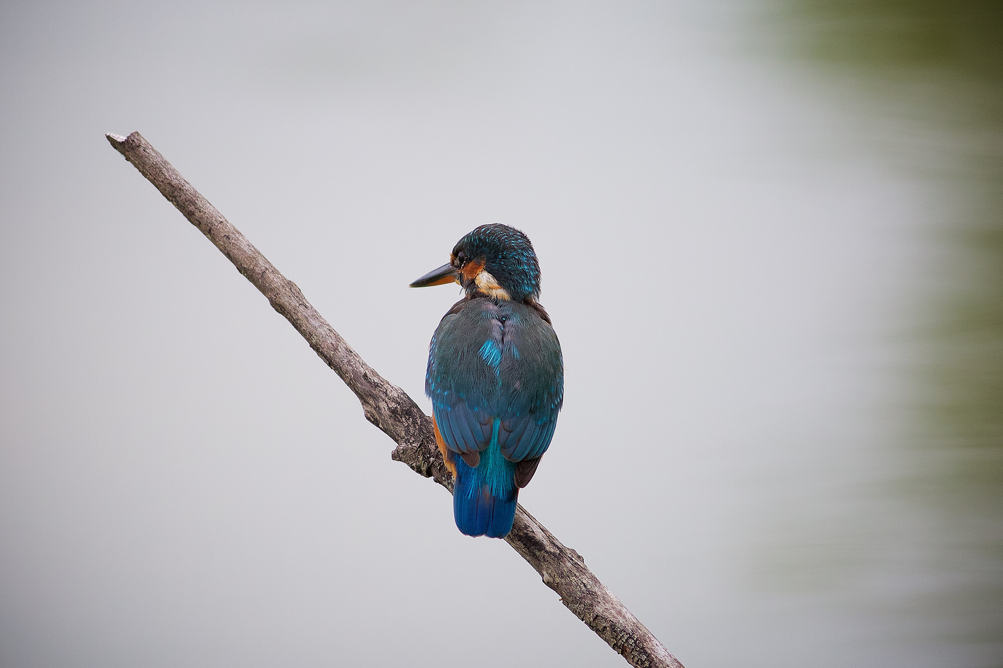 Martin Pescatore n.2