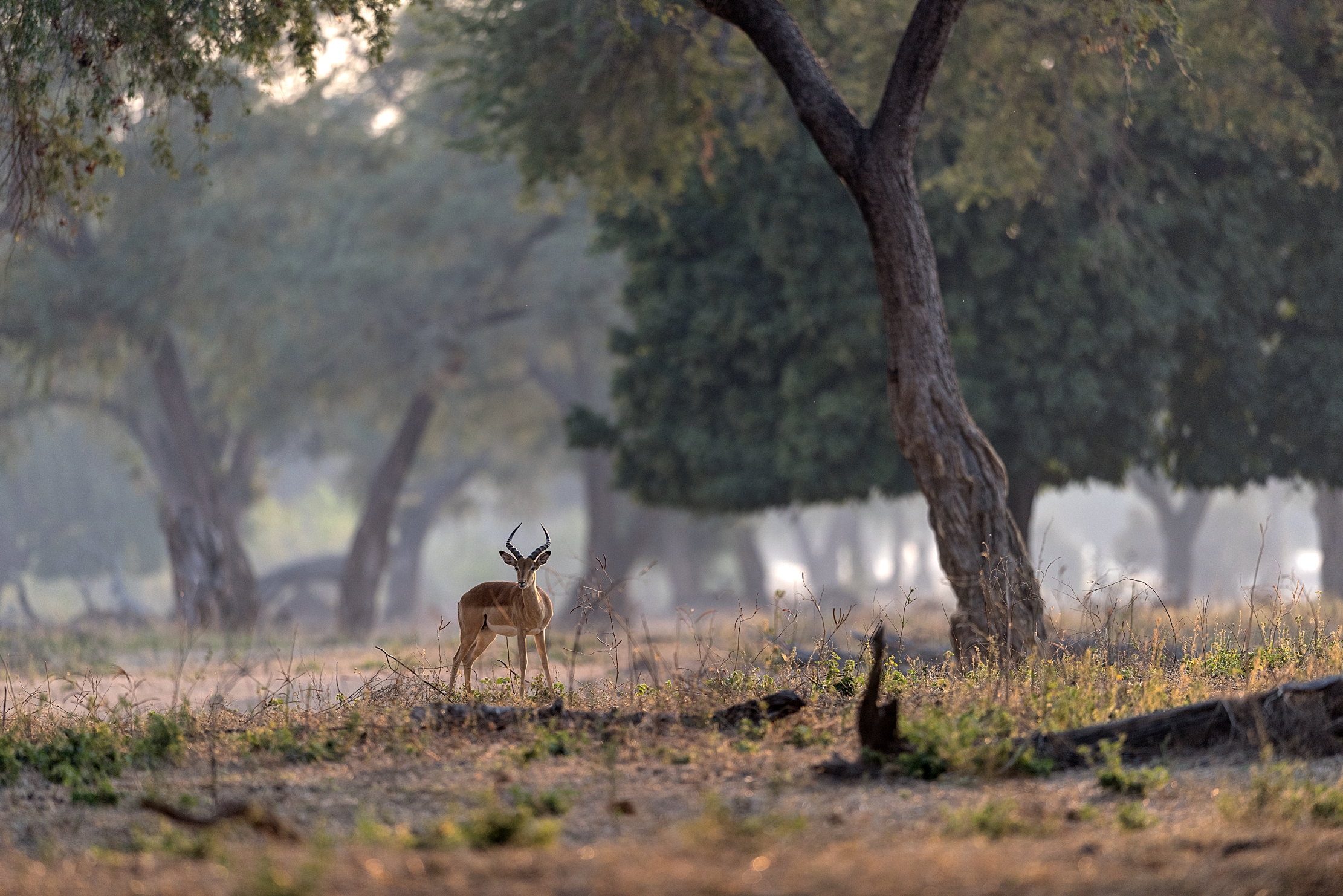 Zimbabwe 2015 - Nel paradiso di Mana pools