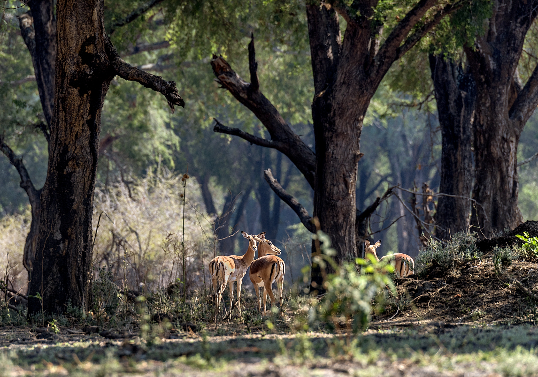 Zambia 2015 - Sulle sponde dello Zambesi
