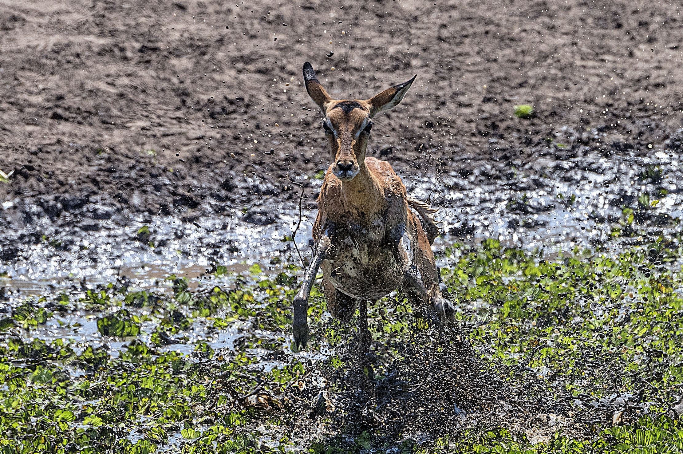 Zambia 2015 - Il salto nella pozza