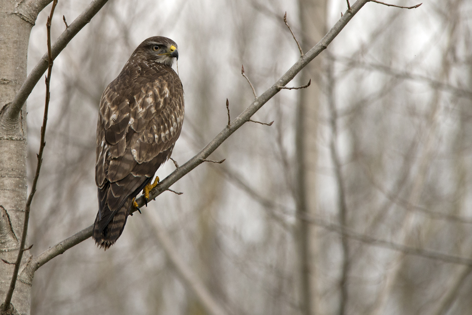 poiana nel padule di fucecchio