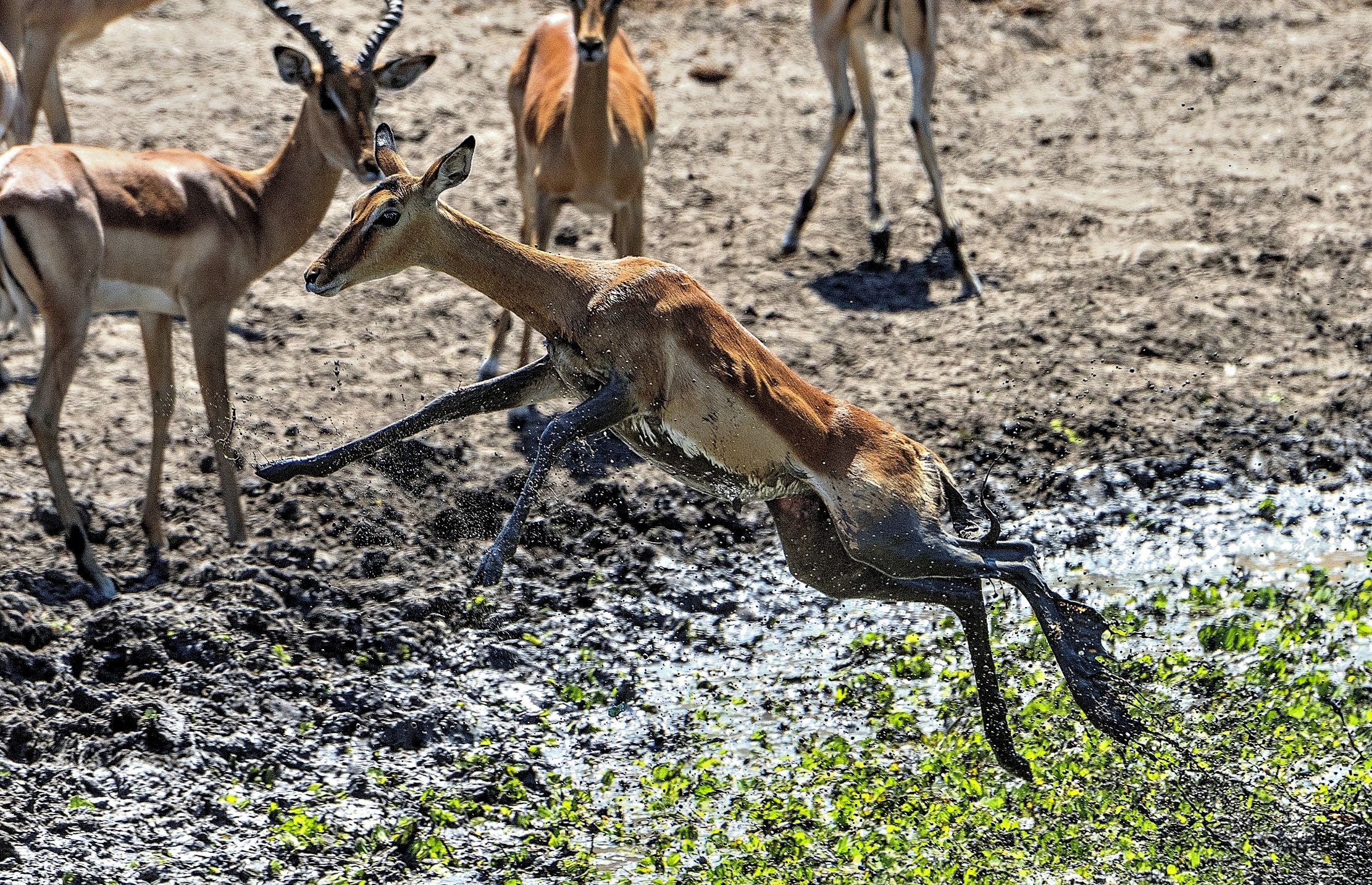 Zambia 2015 - Il salto della paura nella pozza