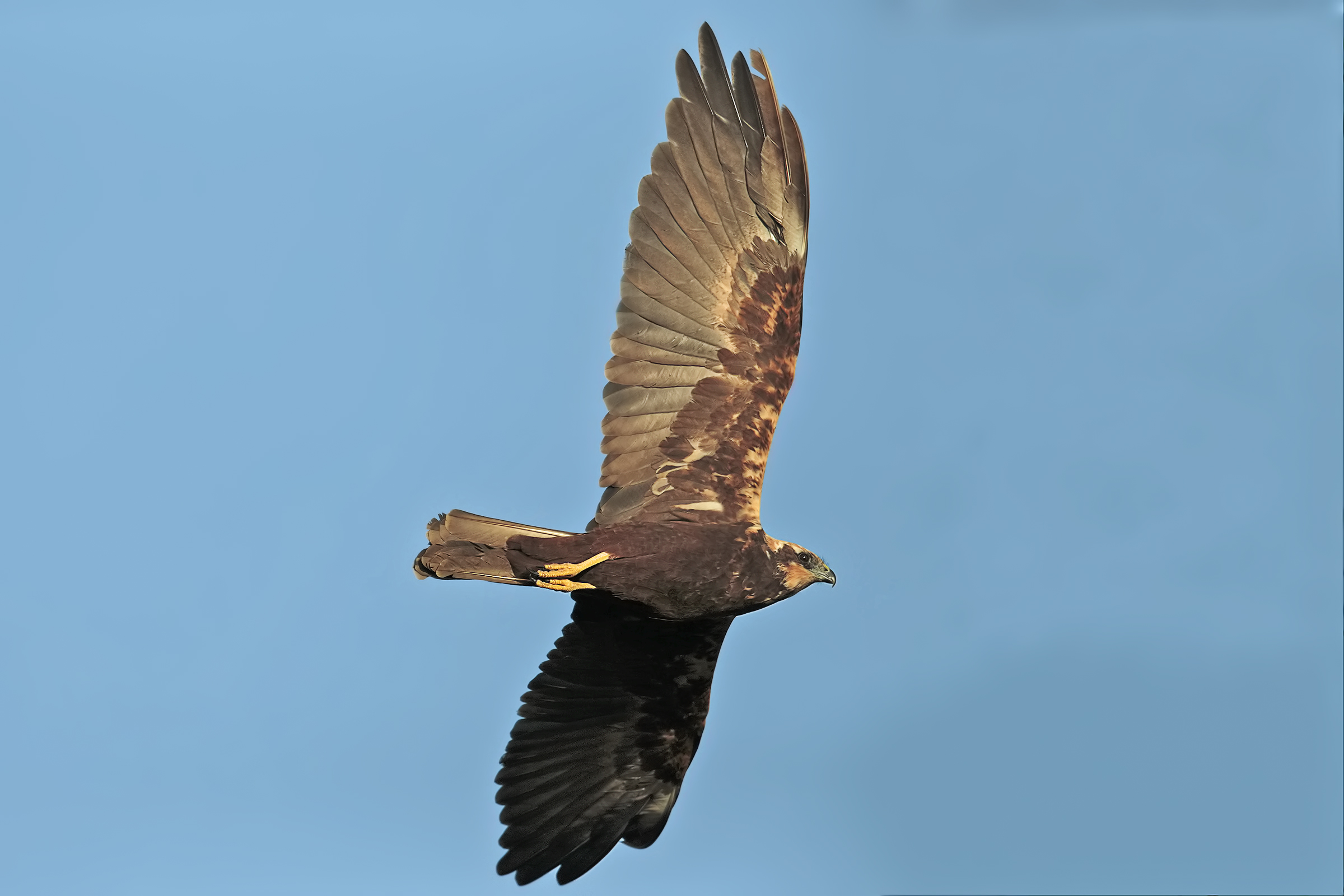 Marsh harrier