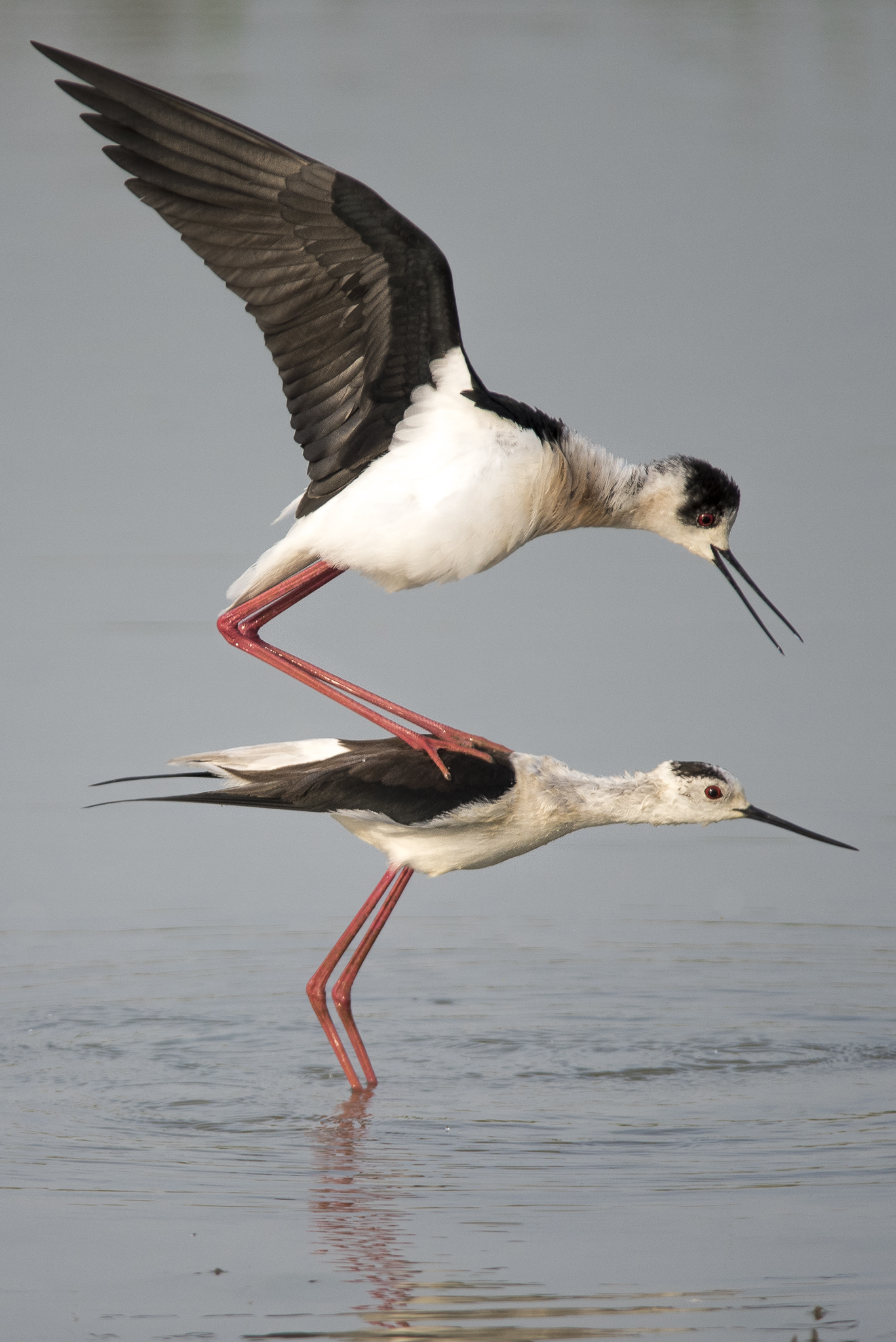 cavalieri d'italia in intimità