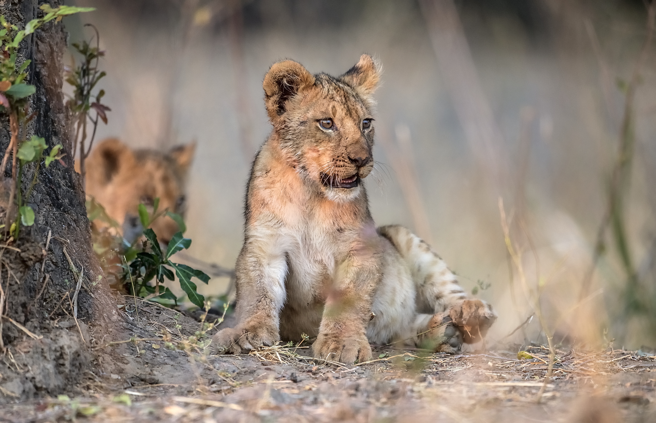 Zambia 2015 - Cuccioli