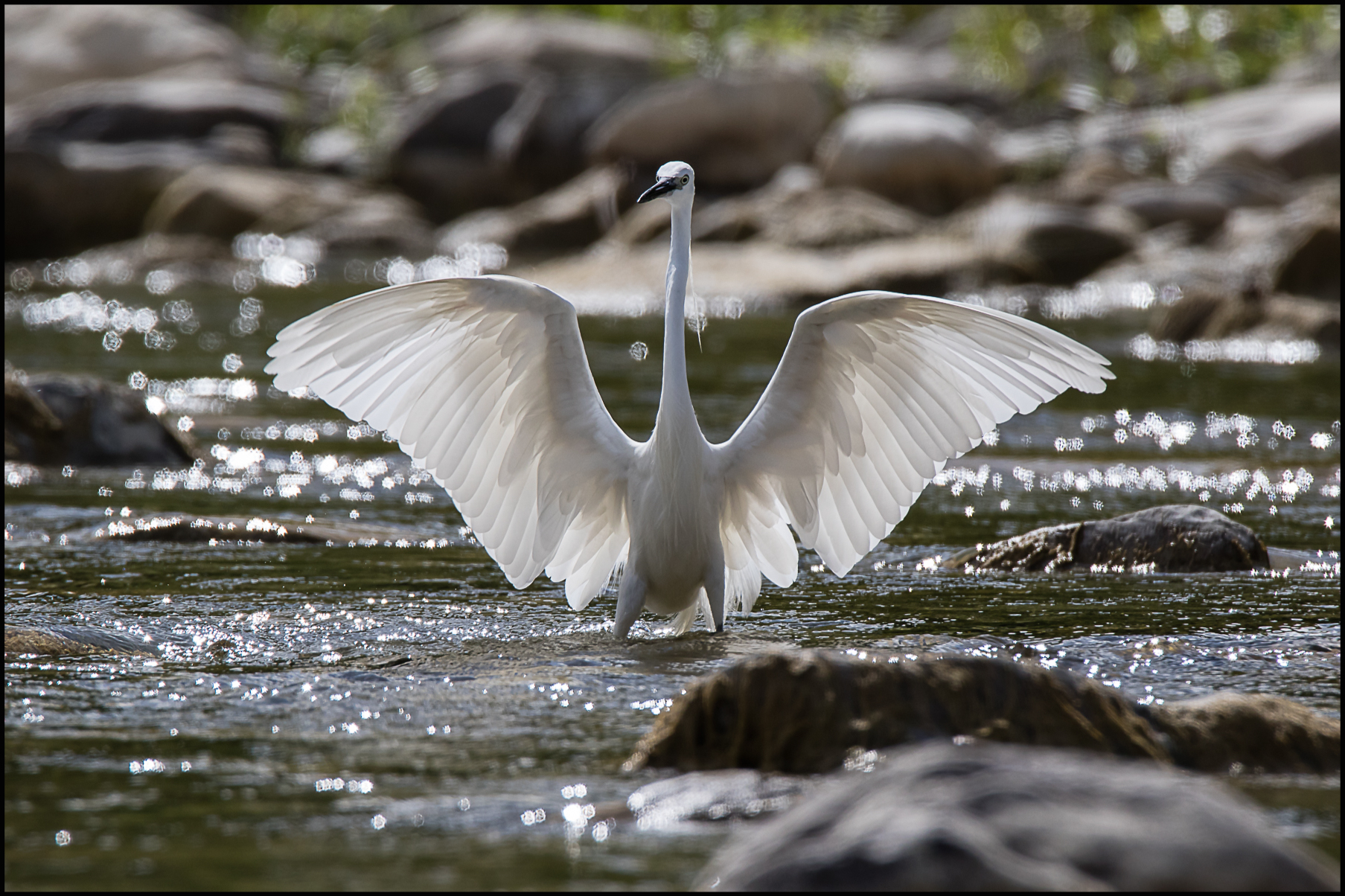 egret