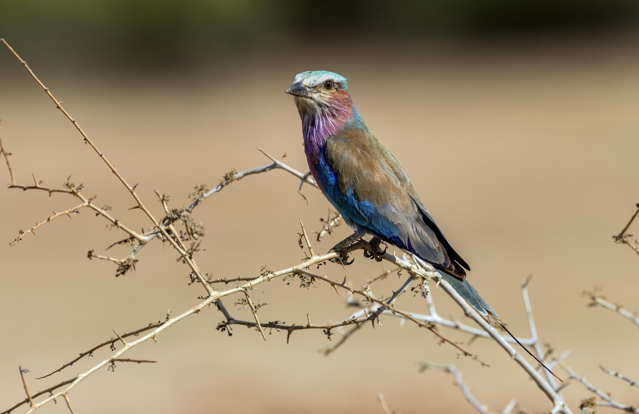 Zambia 2015 - ...immancabile ghiandaia...
