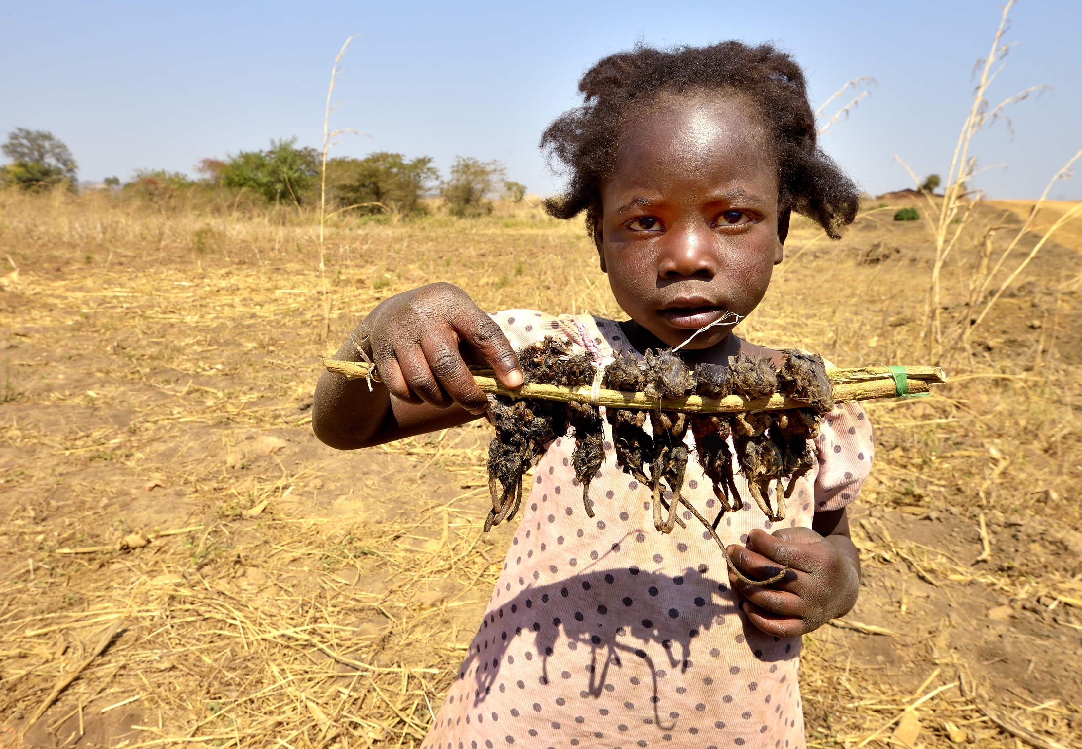 Zambia 2015 - Vuoi un topino arrosto????