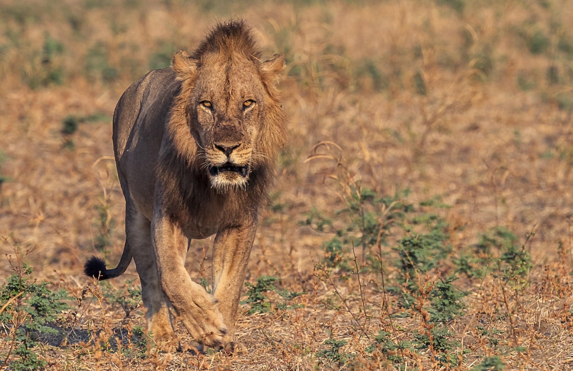 Zambia 2015 - Nella savana