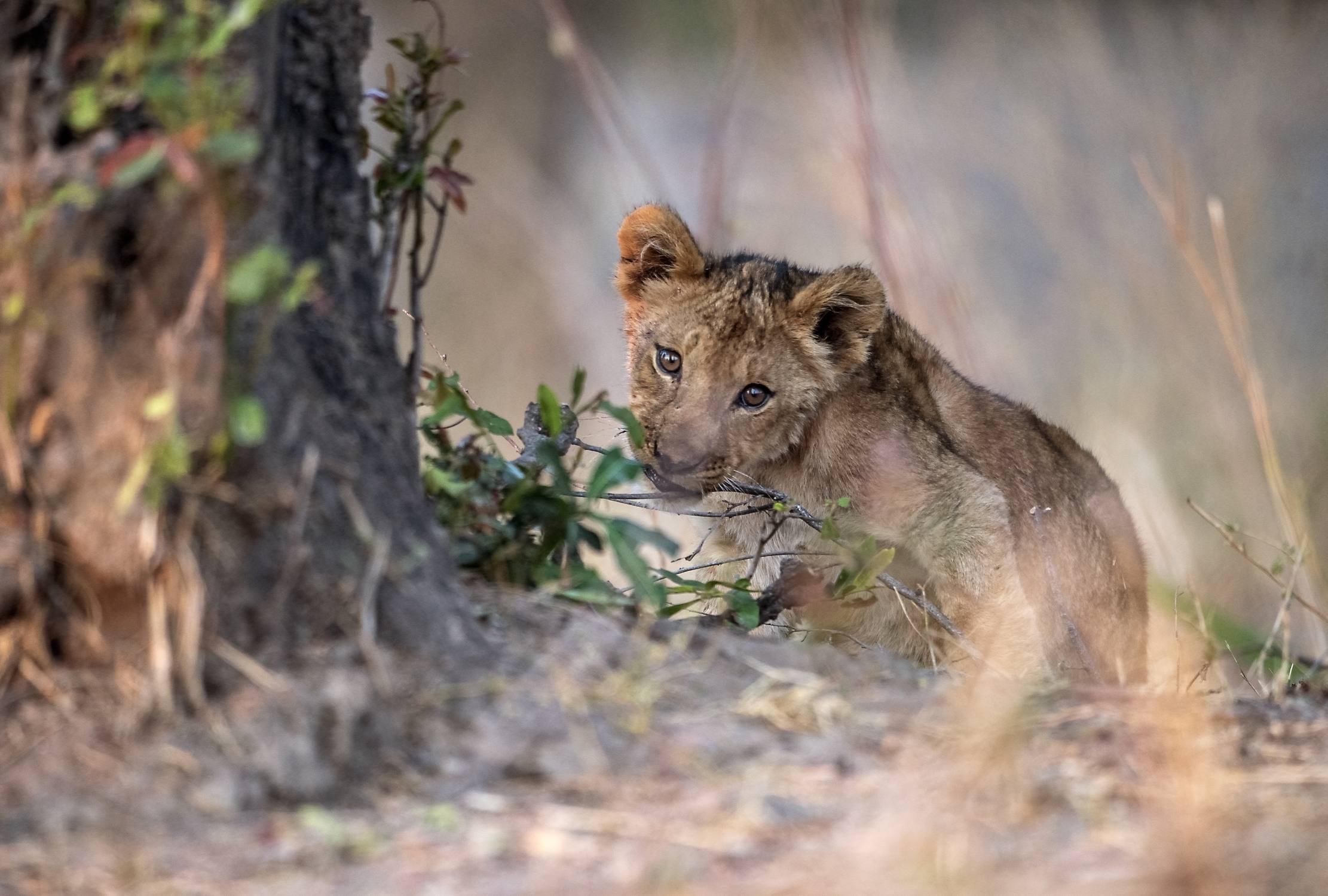Zambia 2015 -Cucciolo