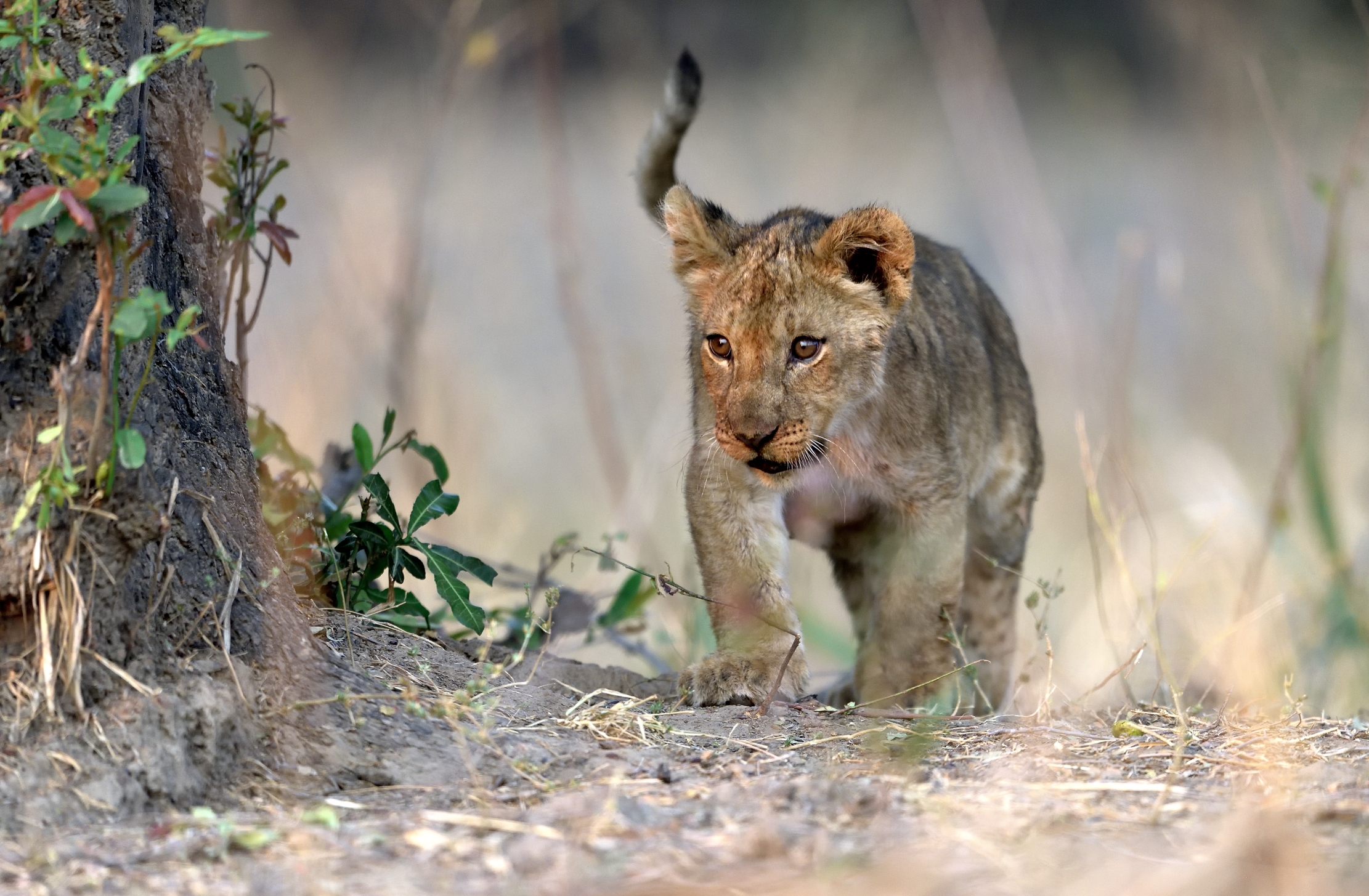 Zambia 2015 - Cucciolo