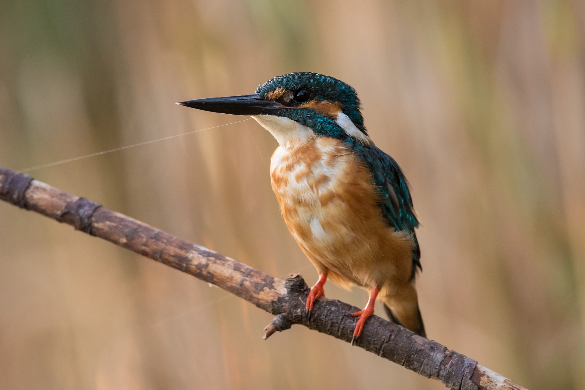 Kingfisher
