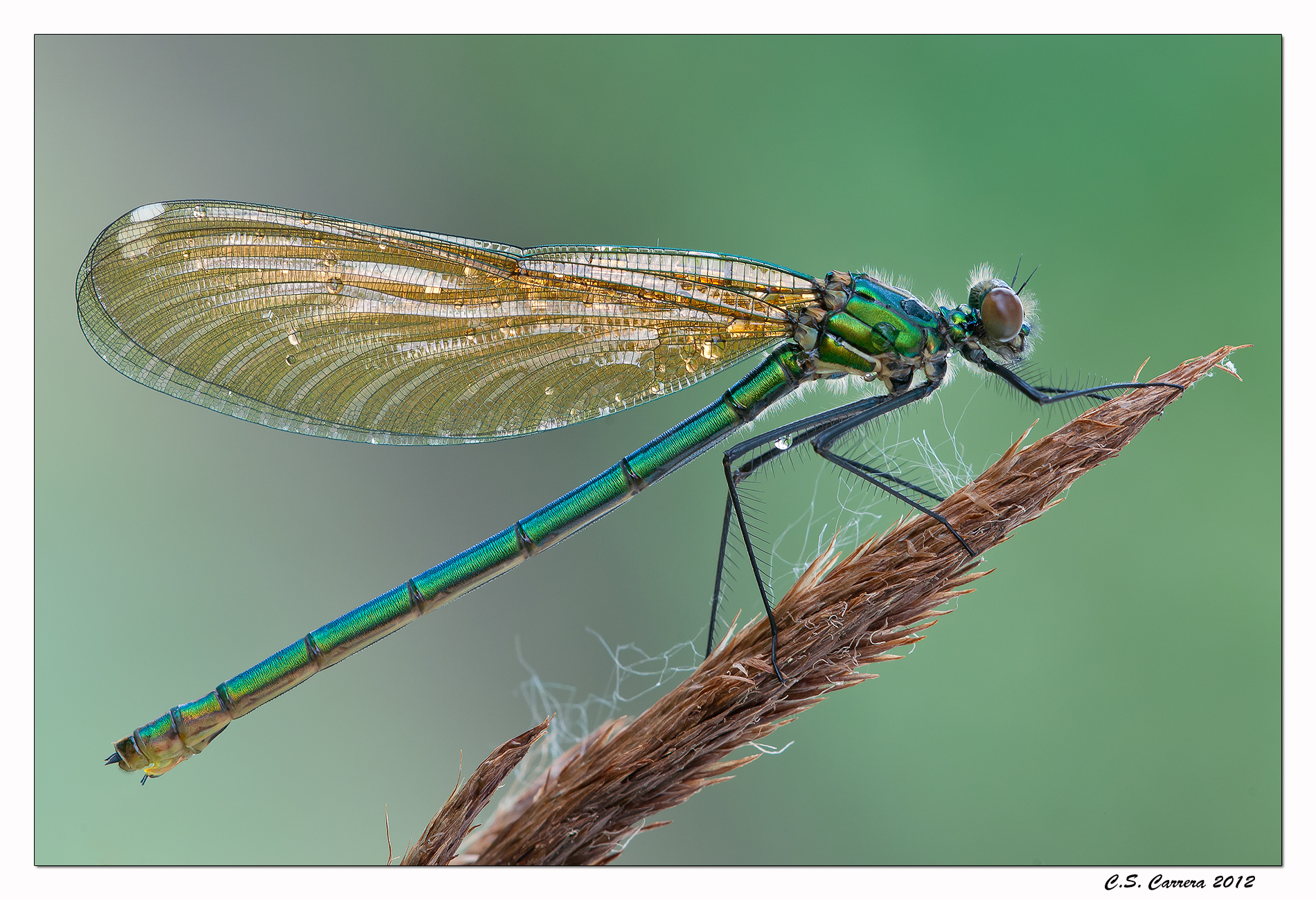 Calopterix virgo (female)