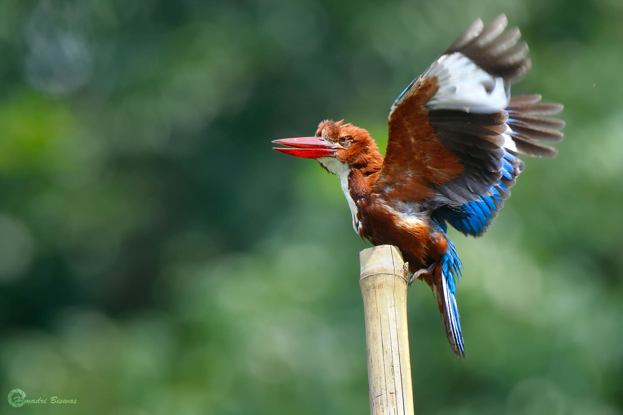 White breasted kingfisher