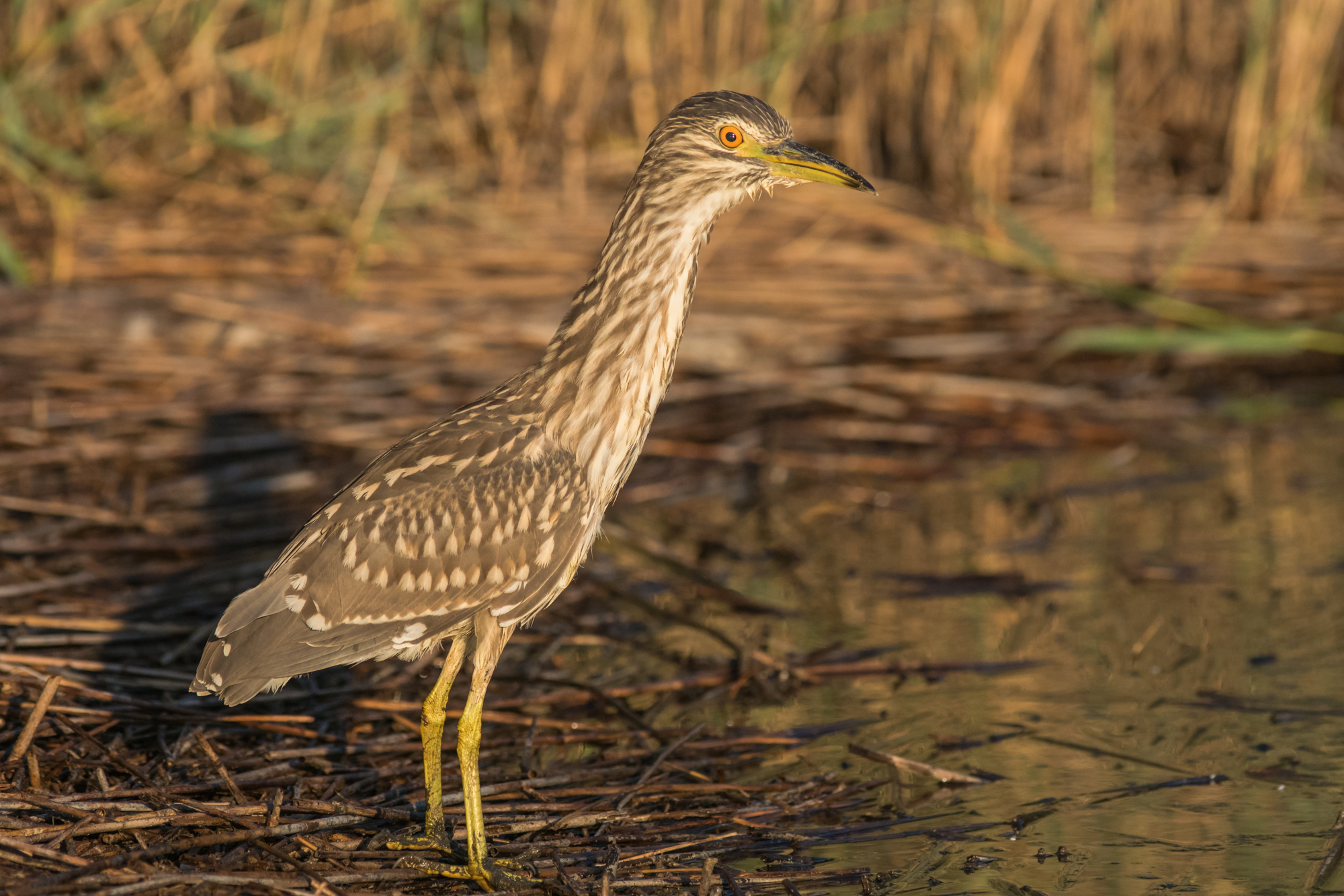 Night Heron young dawn