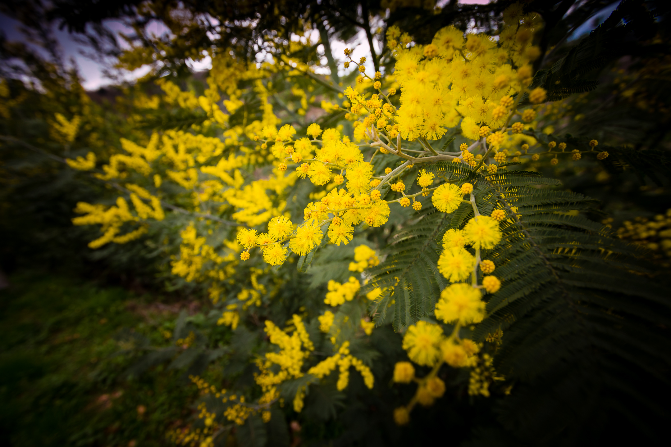 Mimosas