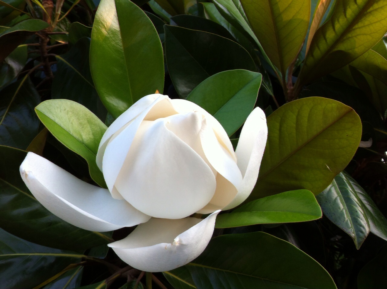 Magnolia