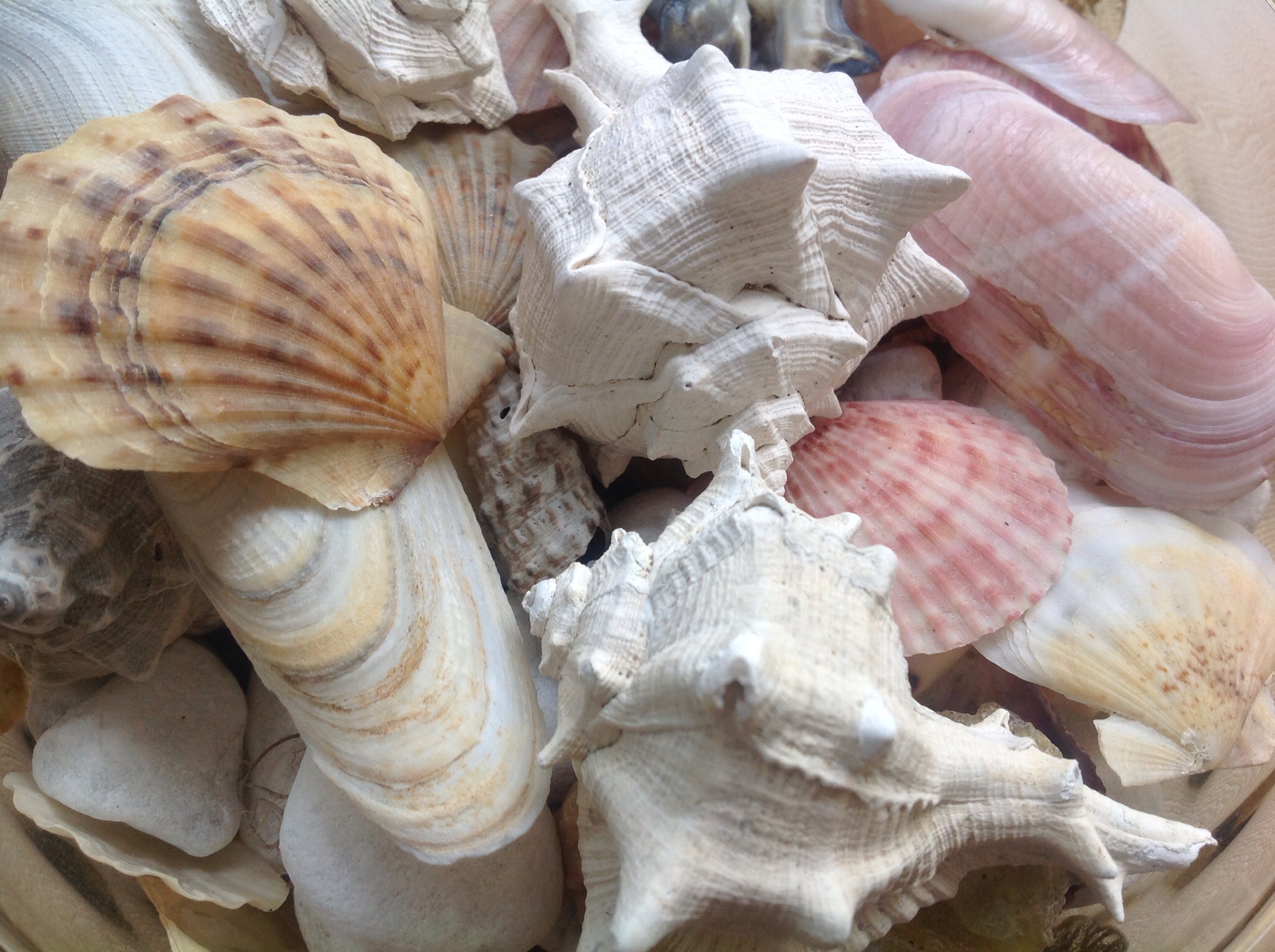 Composition shells