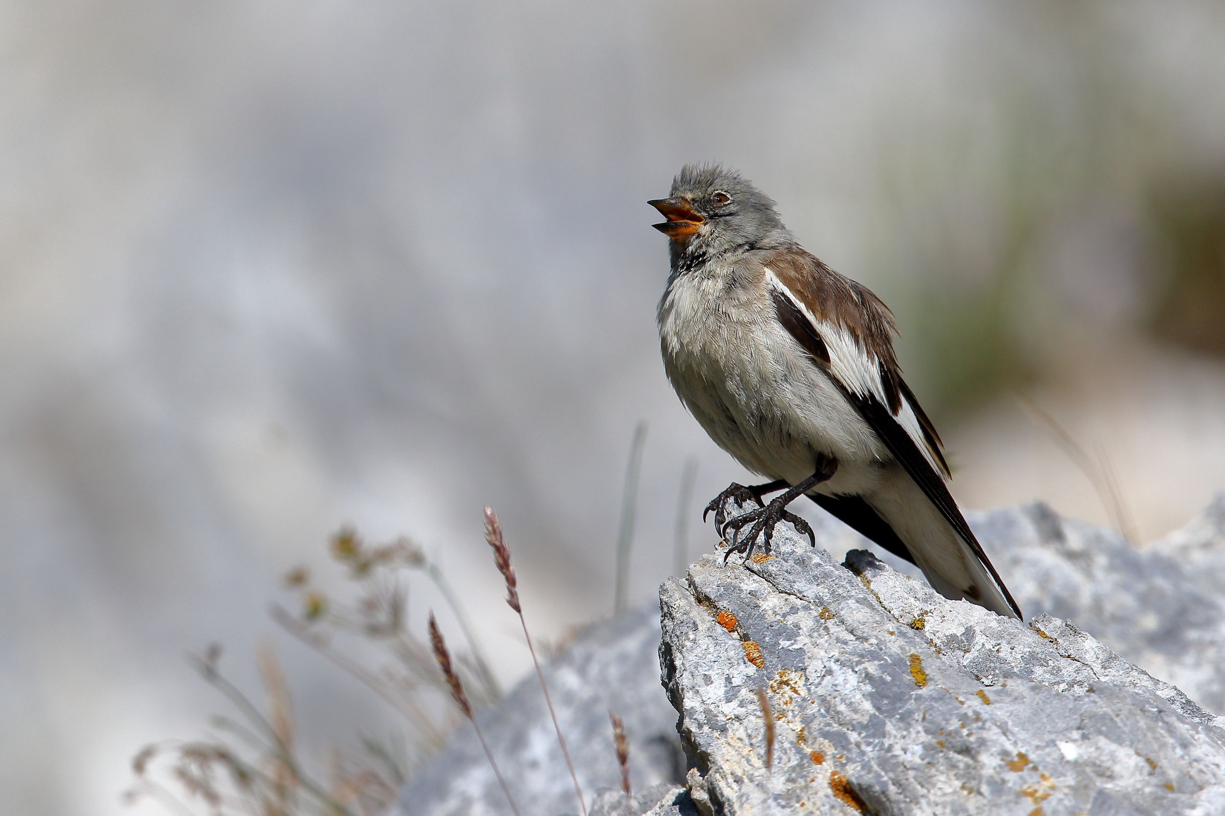 Alpine Chaffinch
