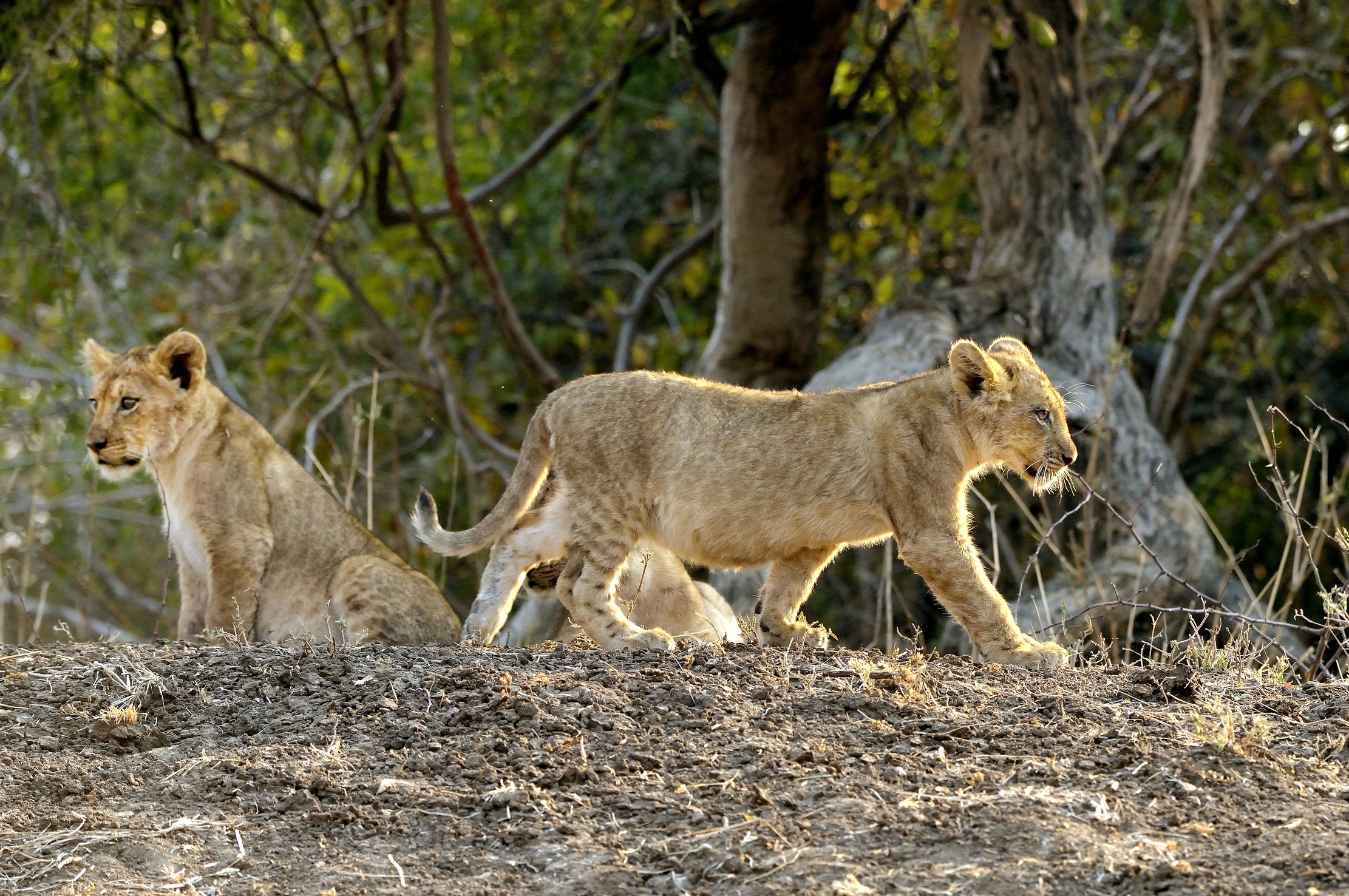 Zambia 2015 - Cuccioli