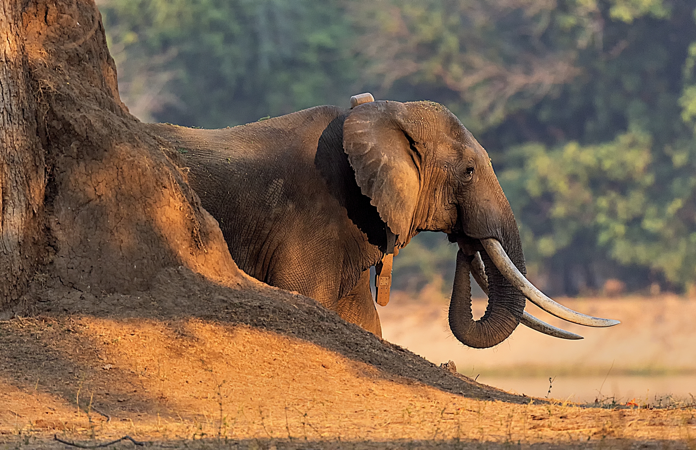 Zimbawe 2015 - e' sempre Boswell