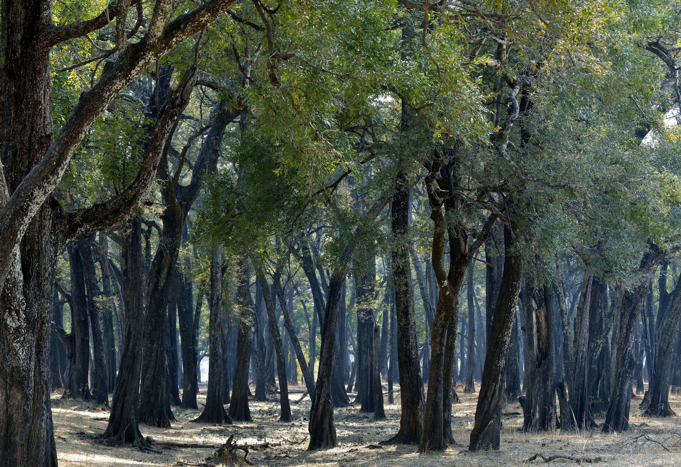 Zambia 2015 - Foresta di mogano