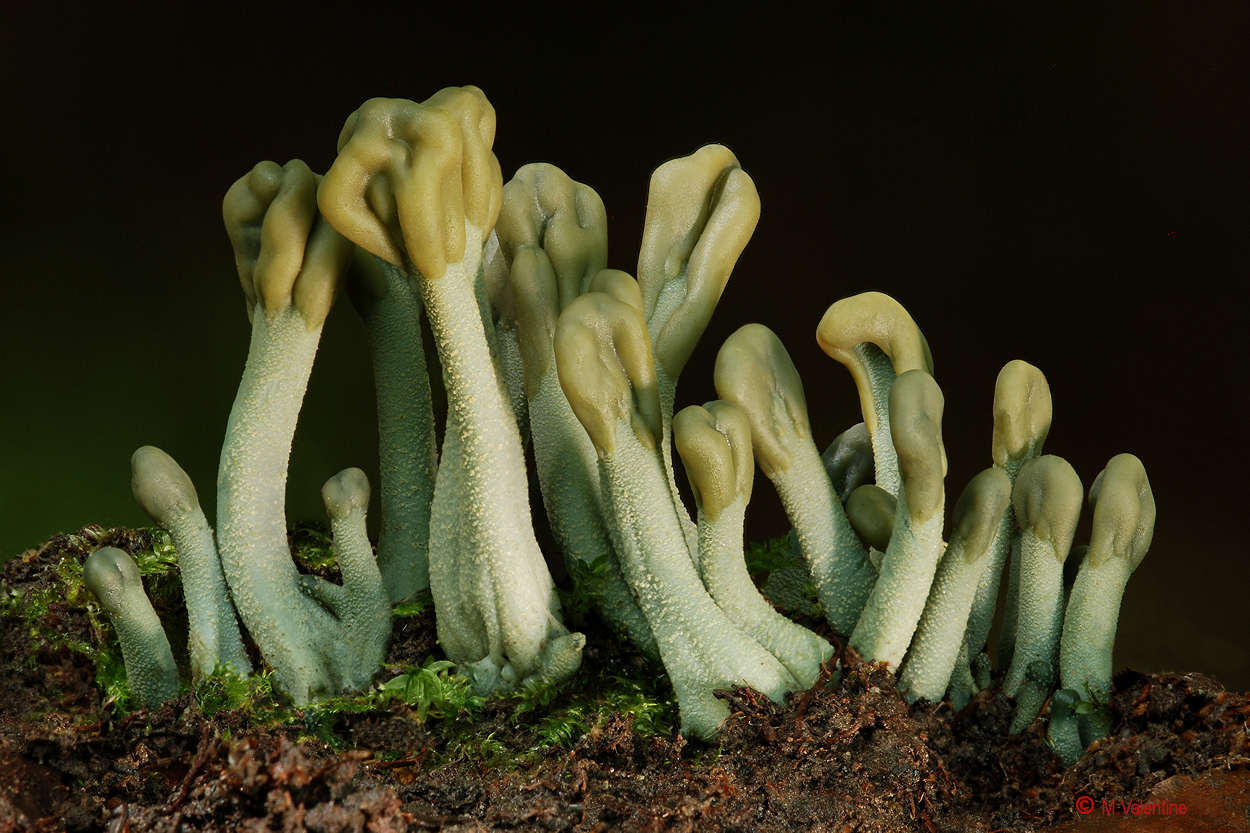 Green Earthtongue - Microglossum viride