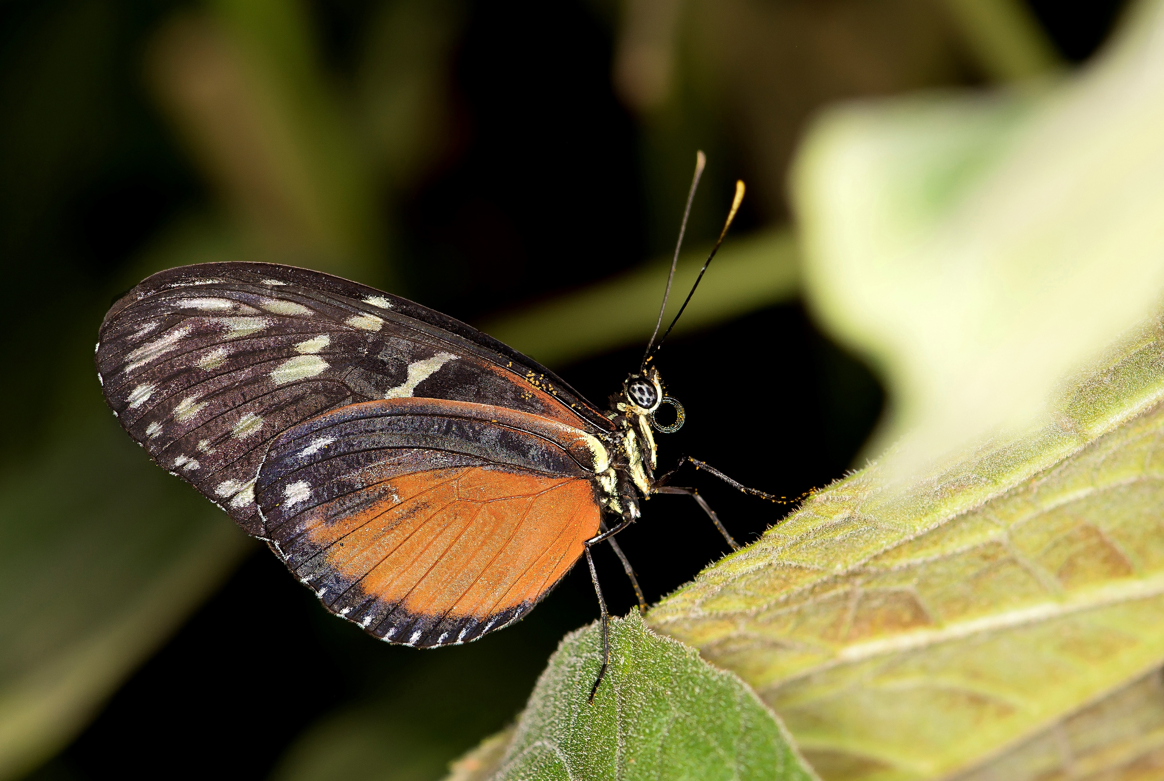 Heliconius hecale