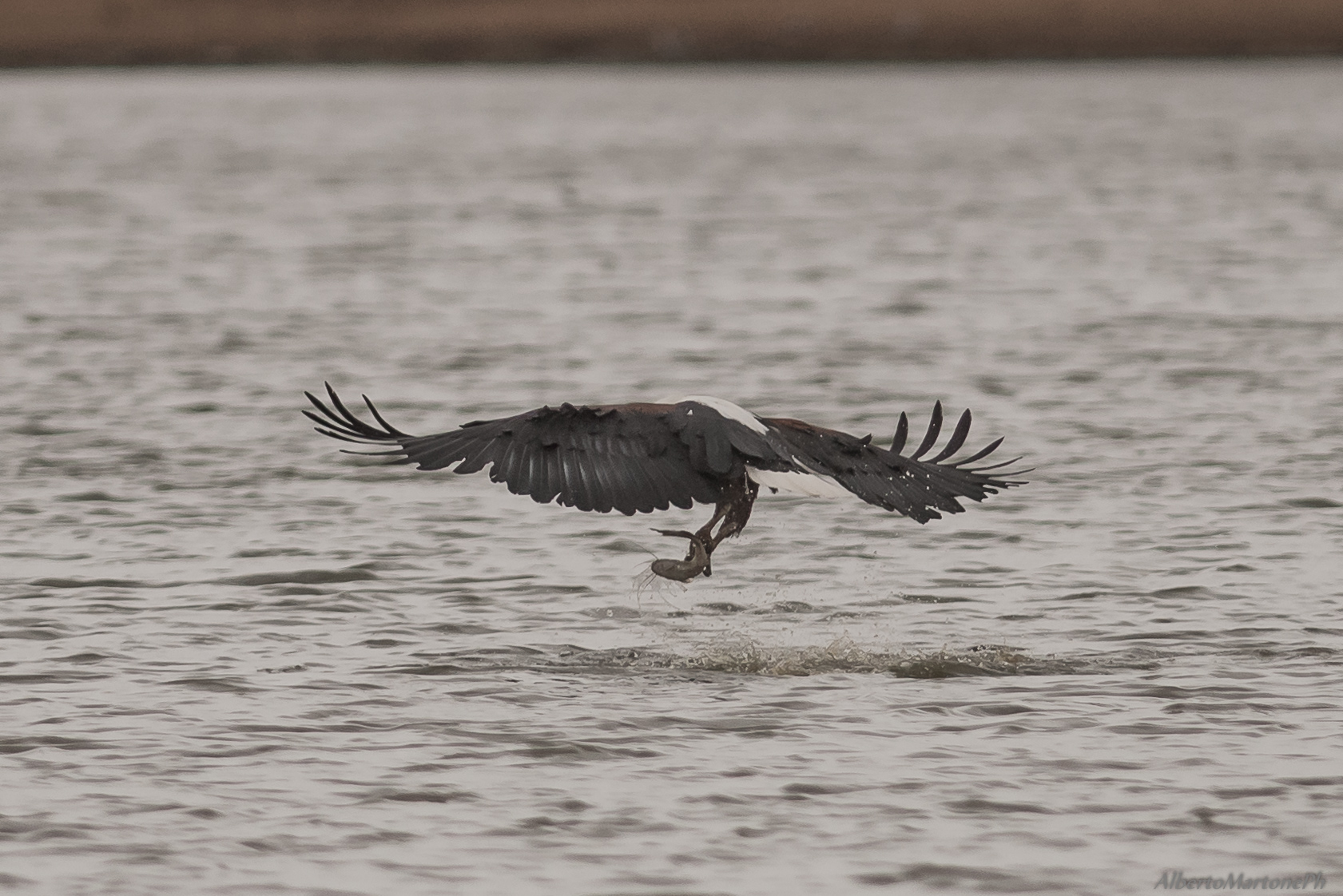 Aquila pescatrice Africana