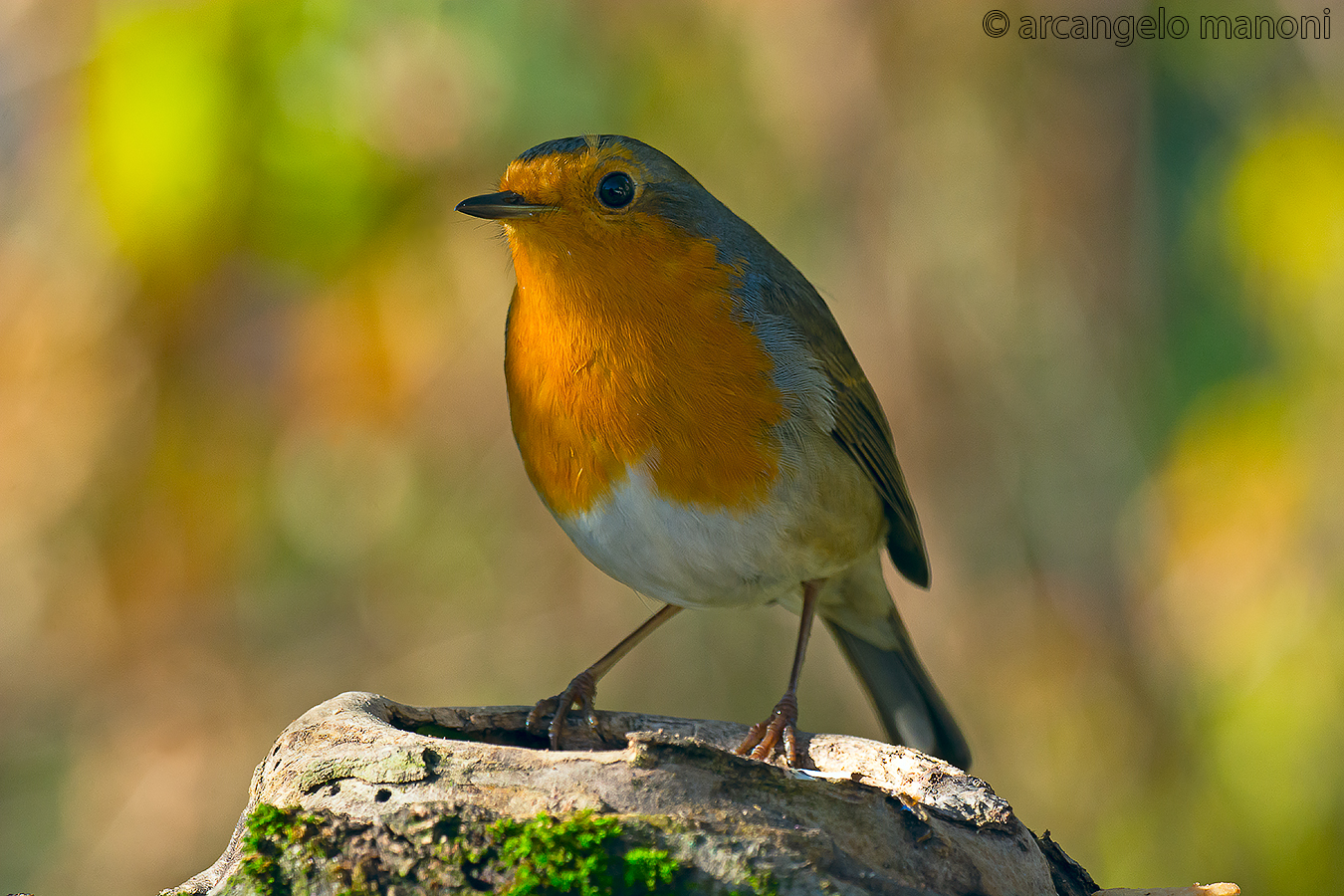 Robin in technicolor