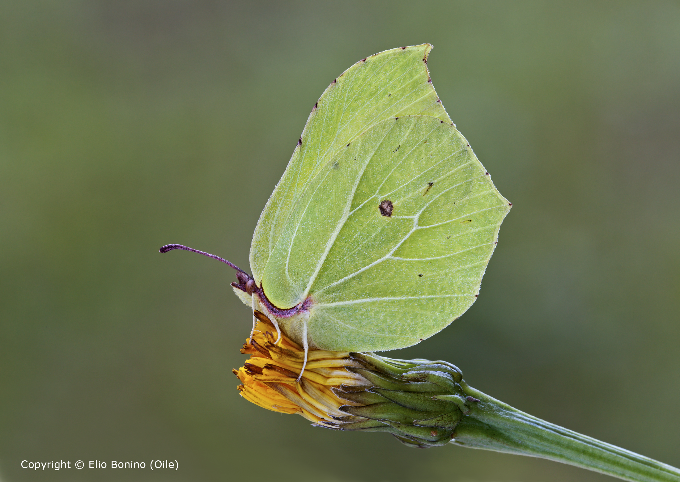 Citronella (Gonepteryx rhamni)