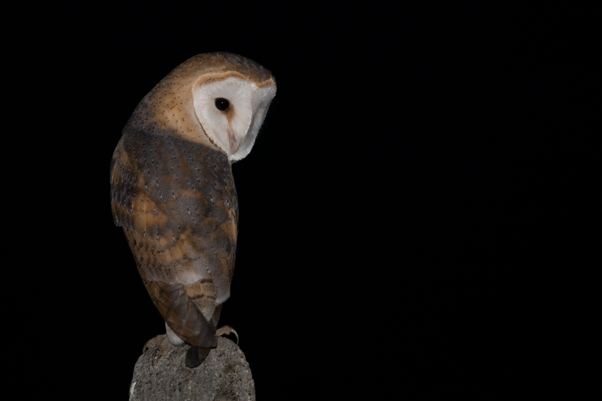 Barbagianni (Tyto alba)