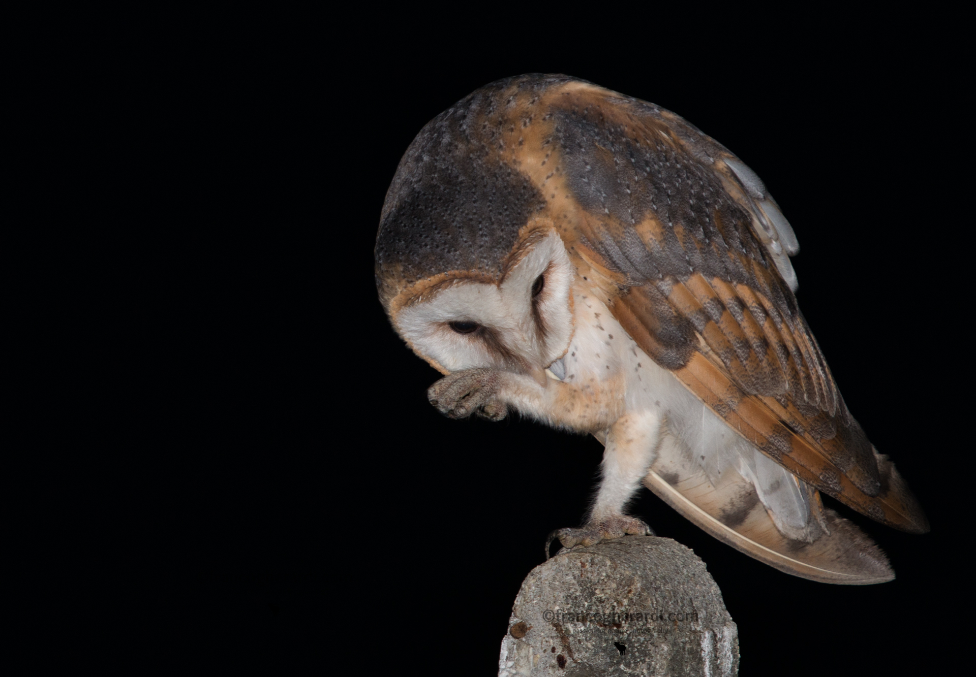 Barbagianni (Tyto alba)