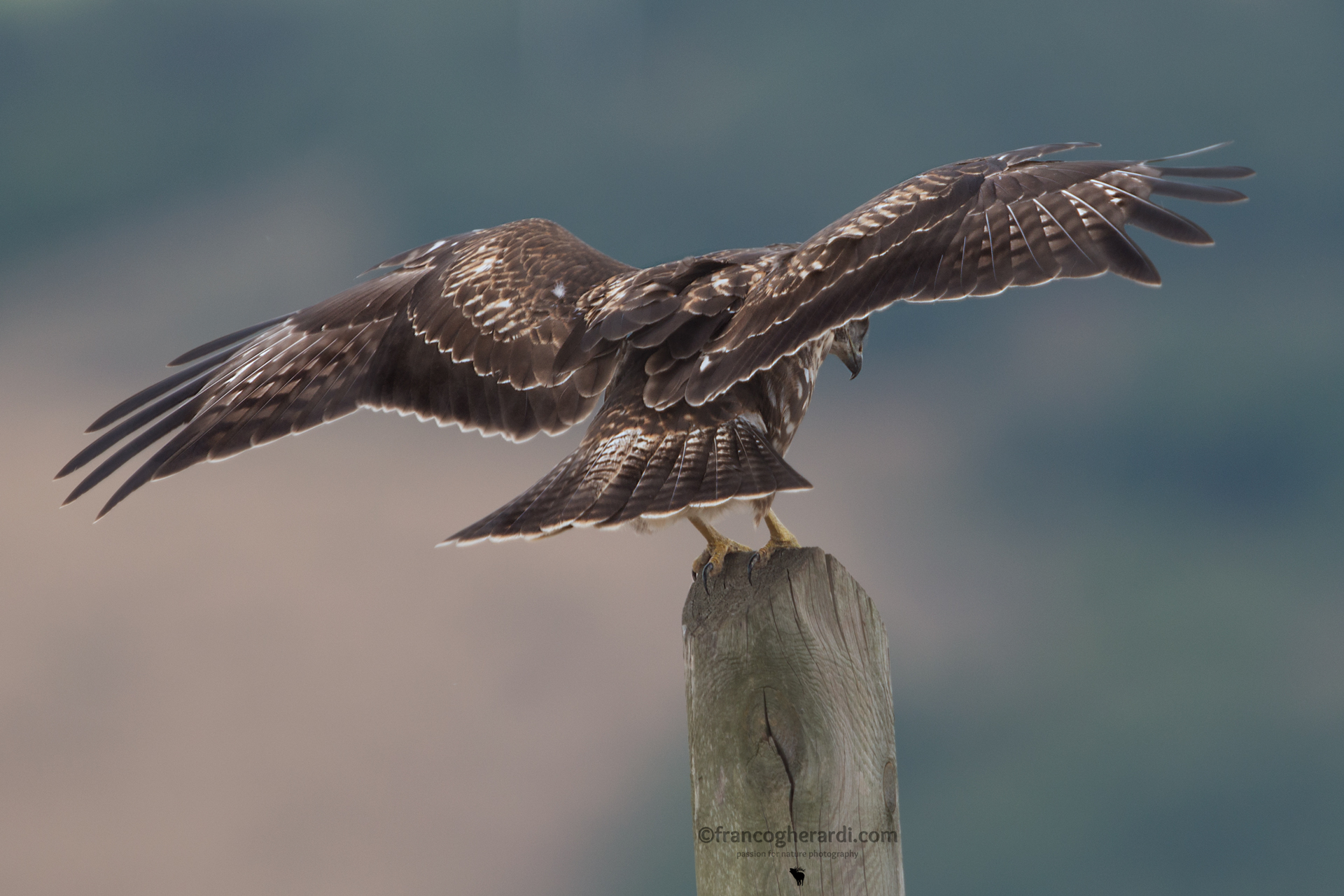 Poiana (Buteo buteo)
