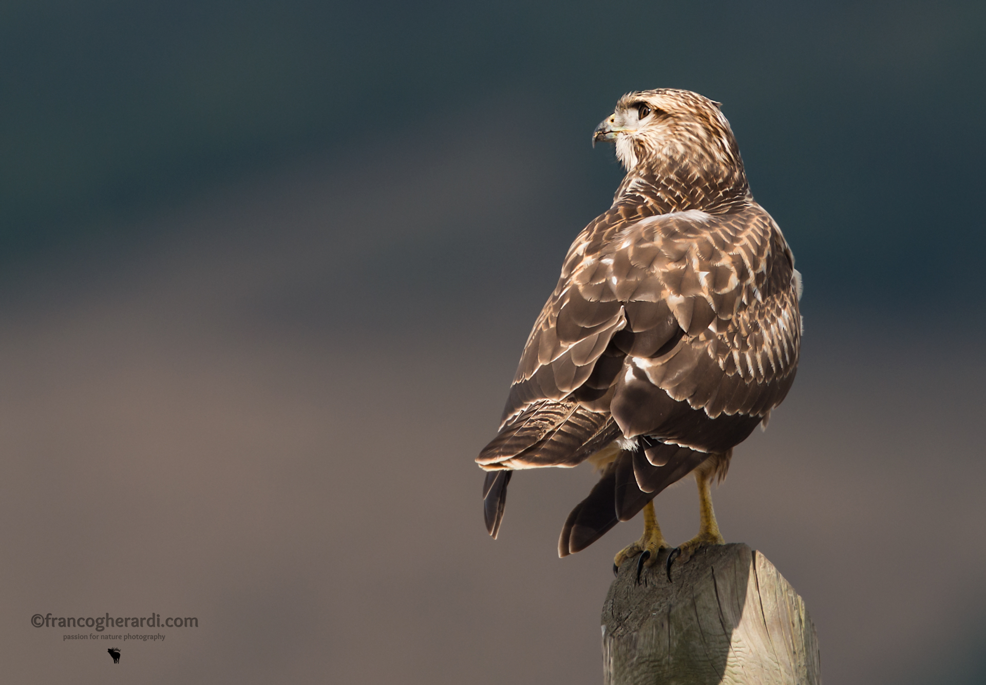 Poiana (Buteo buteo)